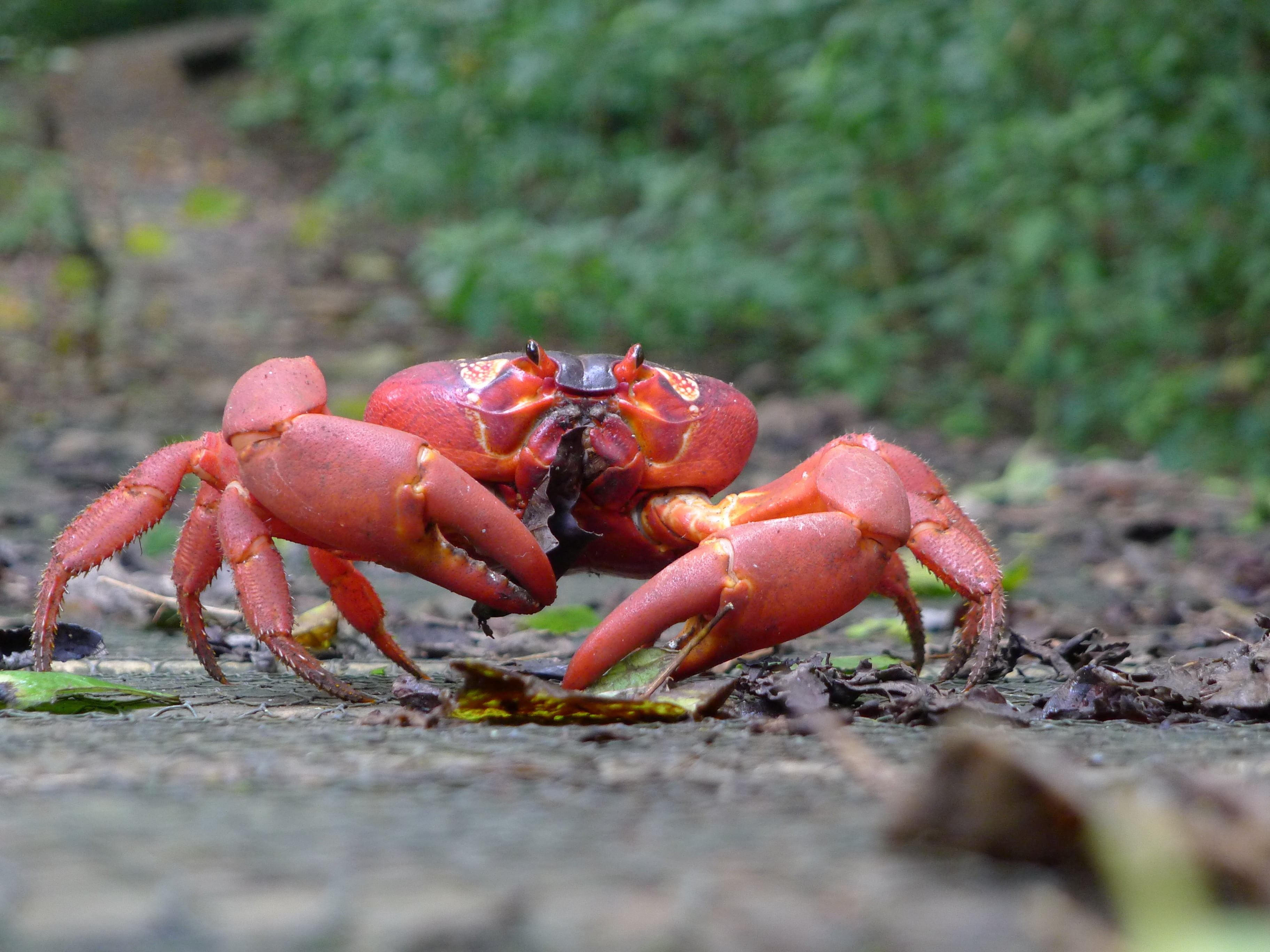 animal, binomial, order, nature, Gecarcinidae, country, common, claw, crawling, red, Gecarcoidea  natalis, Christmas Island, sea, crab, Christmas Island Red Crab, HD Wallpaper