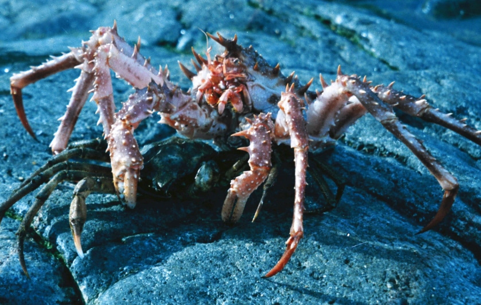 lithodes, outdoors, one animal, king, animal themes, crab, animal, solid, undersea, close-up, crustaceans, seafood, Lithodes maja, species, sea, animals in the wild, HD Wallpaper