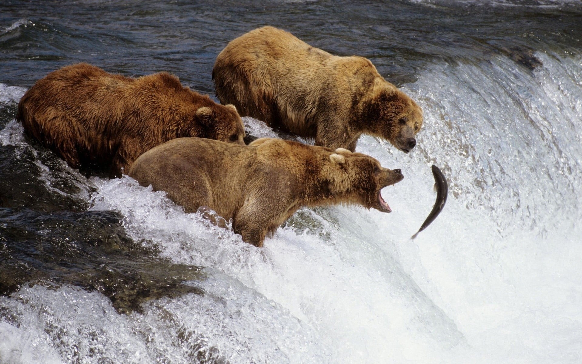 mouth open, bears, animal, group of animals, animal wildlife, flowing, animal themes, river, water, fish, 1080P, nature, hunting, outdoors, animals, vertebrate, HD Wallpaper