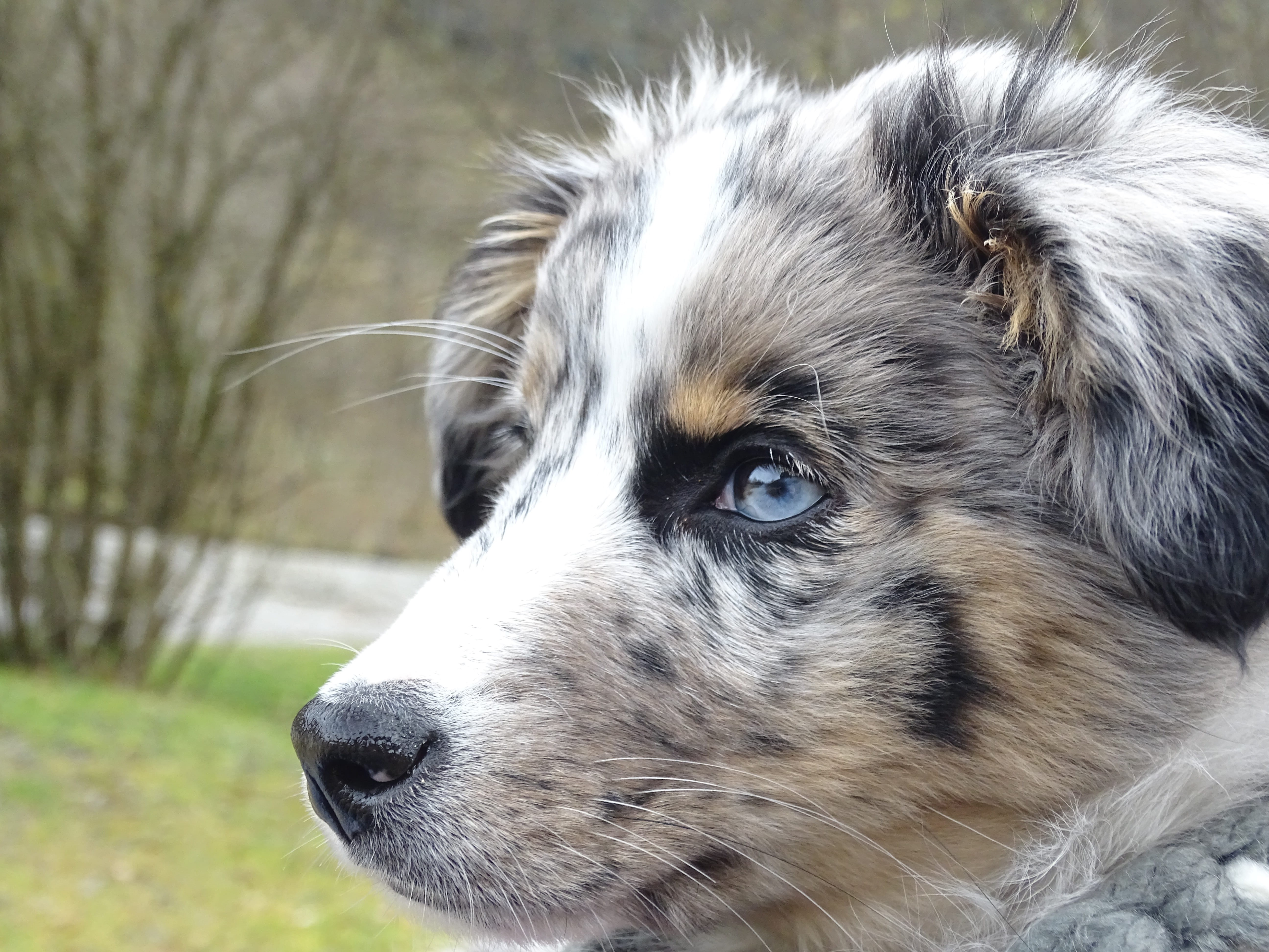 pets, australian shepherd, pet, domestic, animal body part, merle, austral waterloo shepherd, no people, border collie, animal, outdoors, wait, animal head, HD Wallpaper