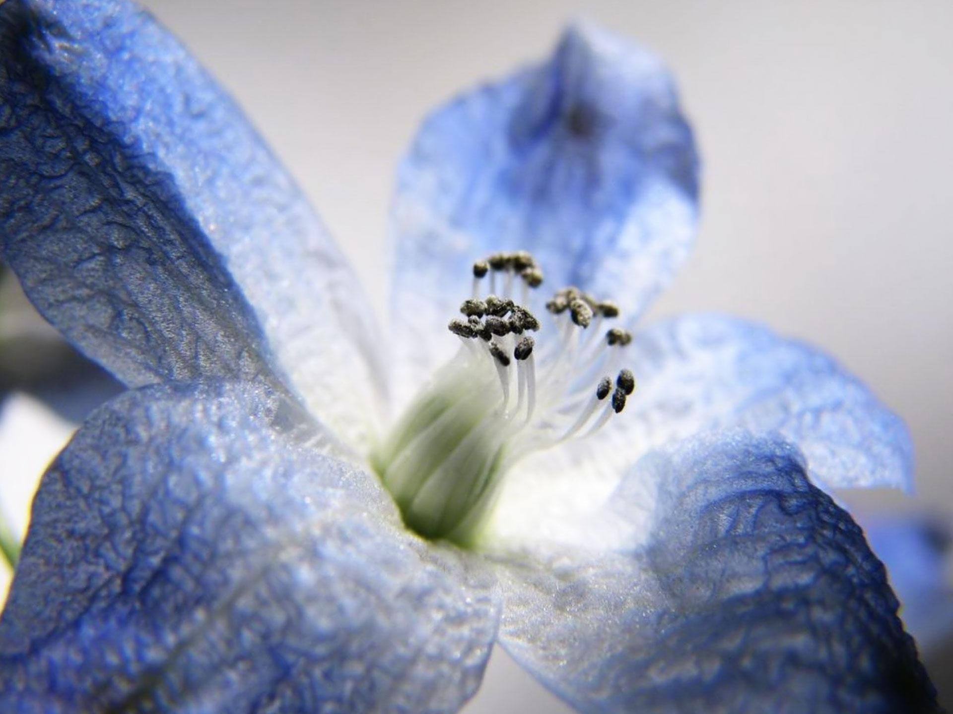 3d and abstract, jpg, blu, 1080P, macro, plant, flower, bloom, HD Wallpaper