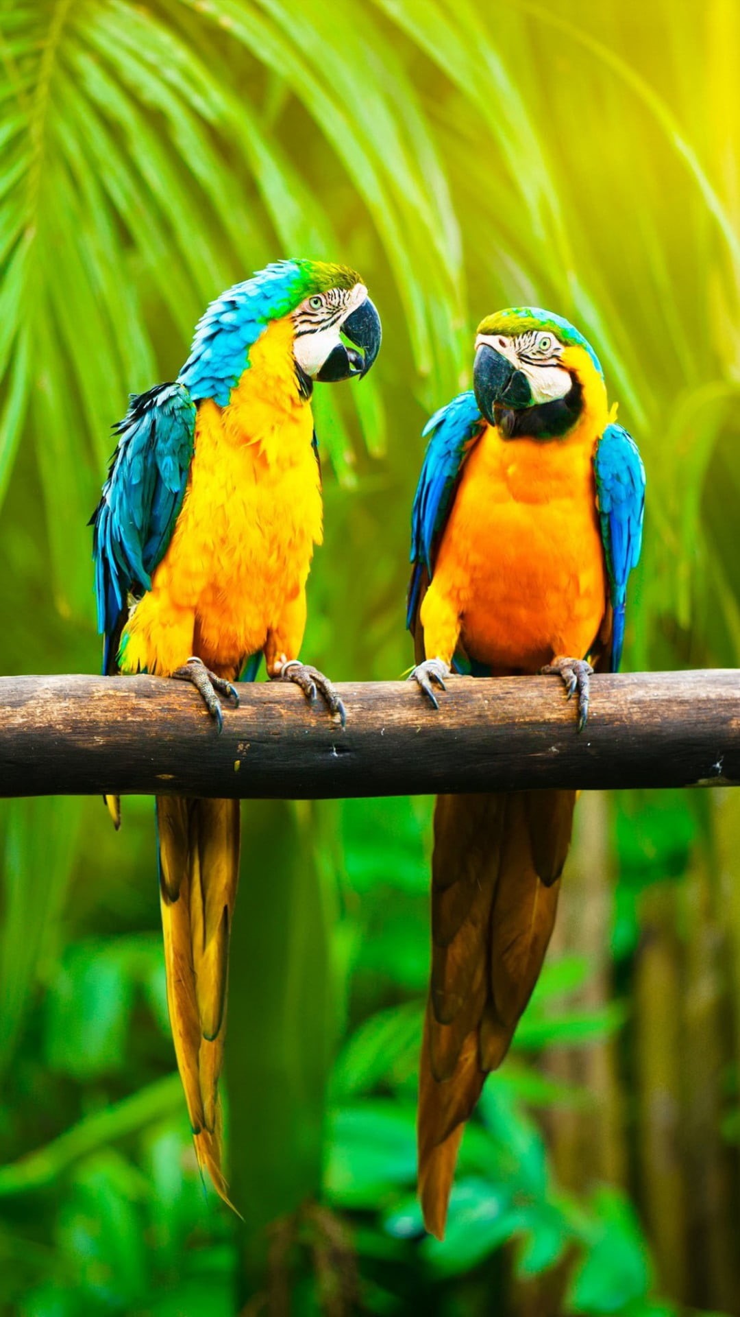 two animals, no people, blue, color, vertebrate, macaws, rainforest, group of animals, tree, macaw, yellow, branch, multi colored, nature, 1080P, bird, Phone HD Wallpaper