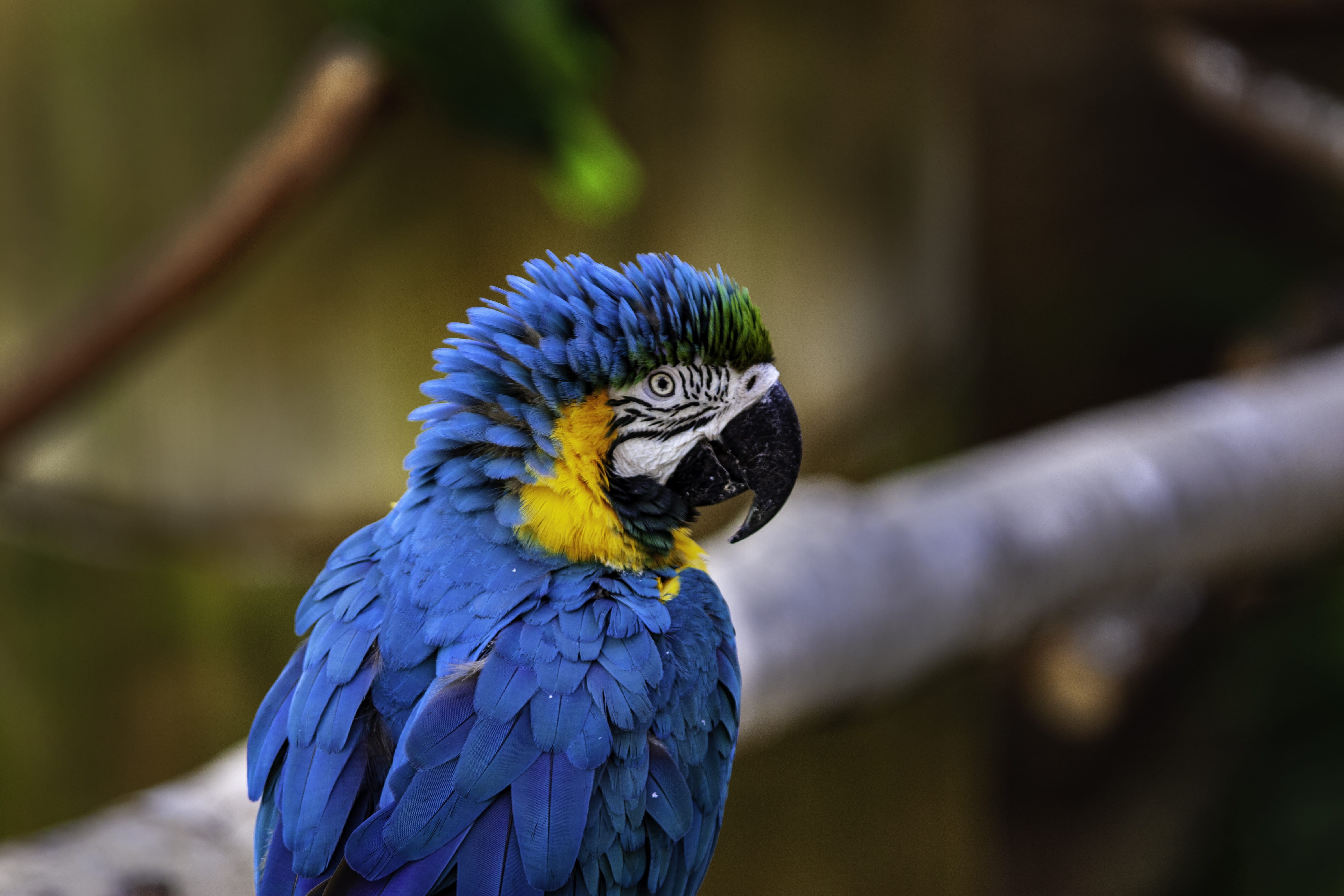 vertebrate, view, blue, outdoors, chicken, beak, peacock, tropical, one animal, close-up, parakeet, animal themes, animal head, parrot, animals in the wild, HD Wallpaper