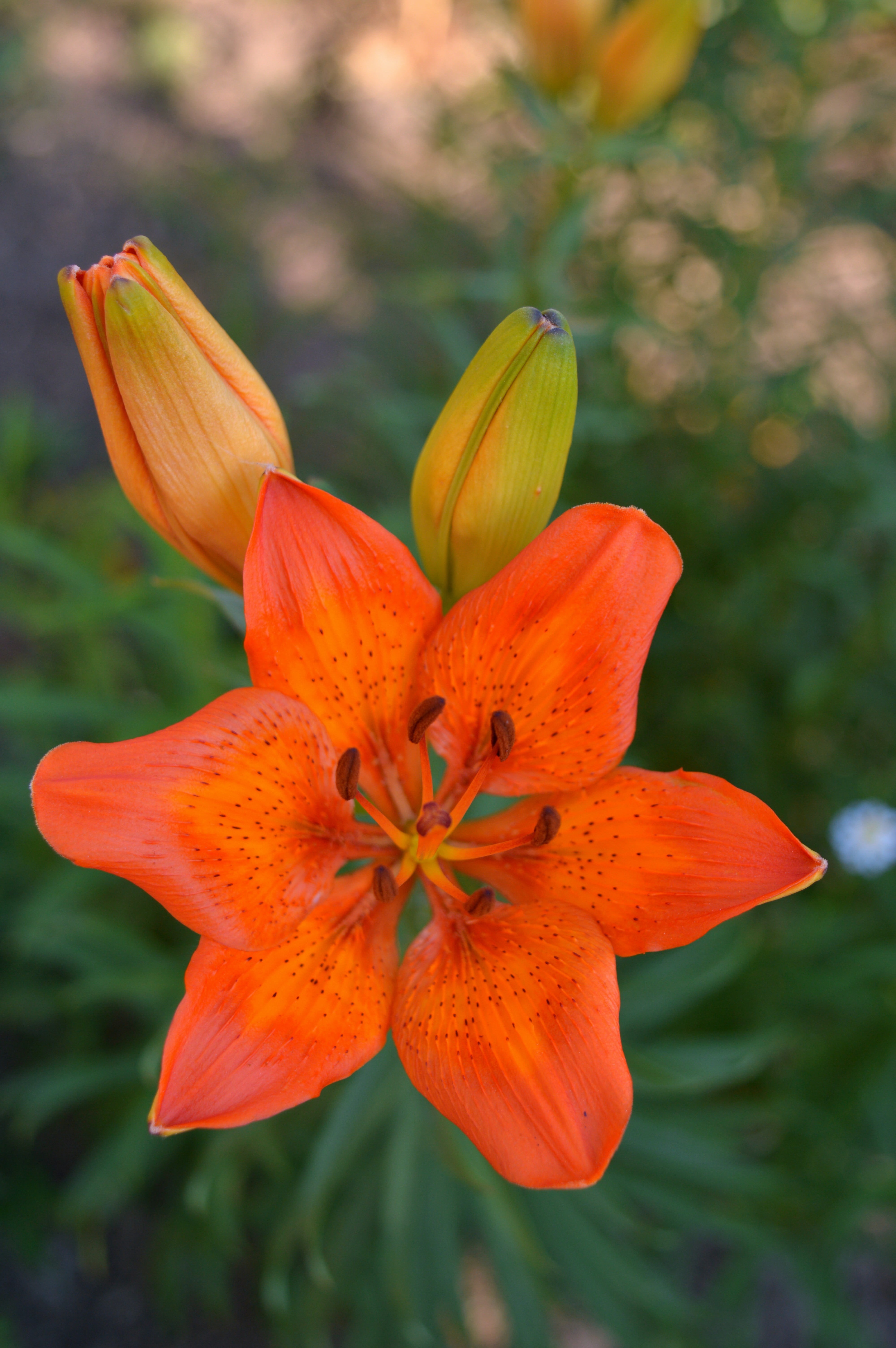 fruit, close-up, plant, focus on foreground, freshness, ornamental garden, orange, flowering plant, 5K, lily, petaled, fragility, blurred, no people, orange color, Phone HD Wallpaper