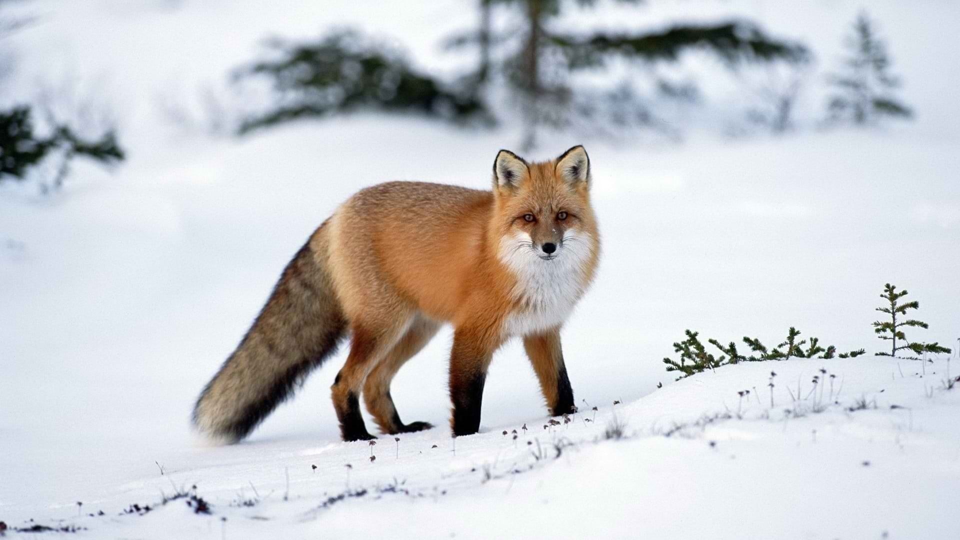 no people, survival, red, animal, nature, animal wildlife, tree, animals hunting, winter, fox, animal themes, full length, cold temperature, wolf, mammal, HD Wallpaper