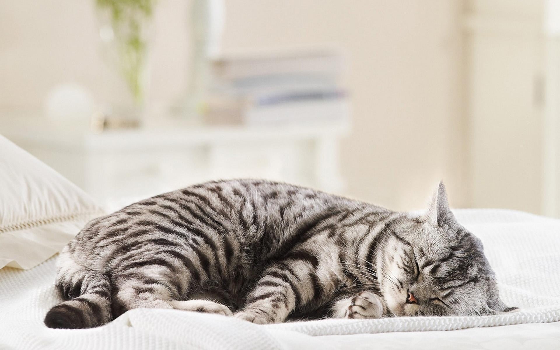 1080P, resting, furniture, lying down, sleeping, tabby, napping, relaxation, no people, cozy, domestic cat, whisker, domestic animals, pets, comfortable, HD Wallpaper