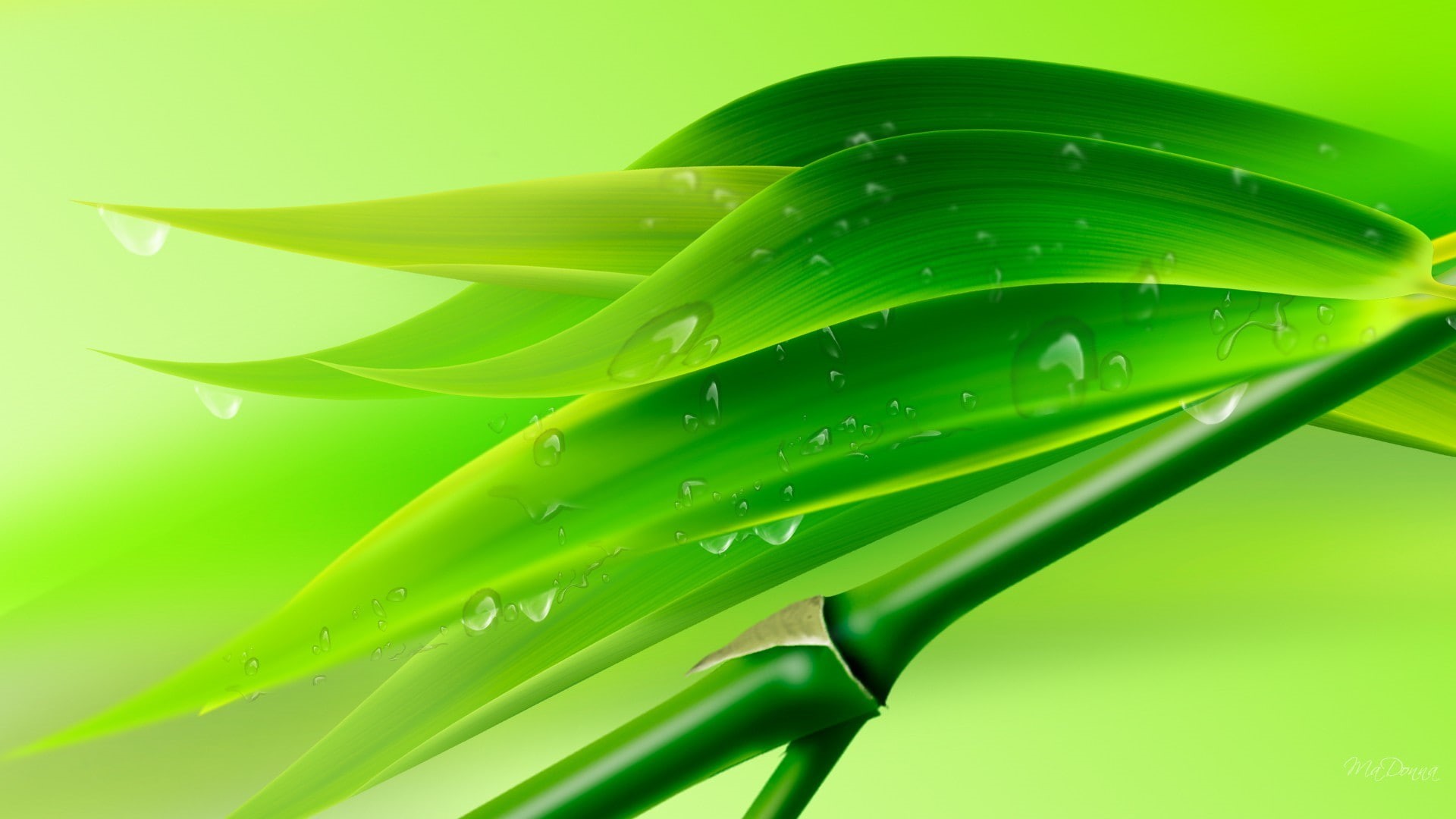 closeup, water drops, leaves, 1080P, plants, HD Wallpaper