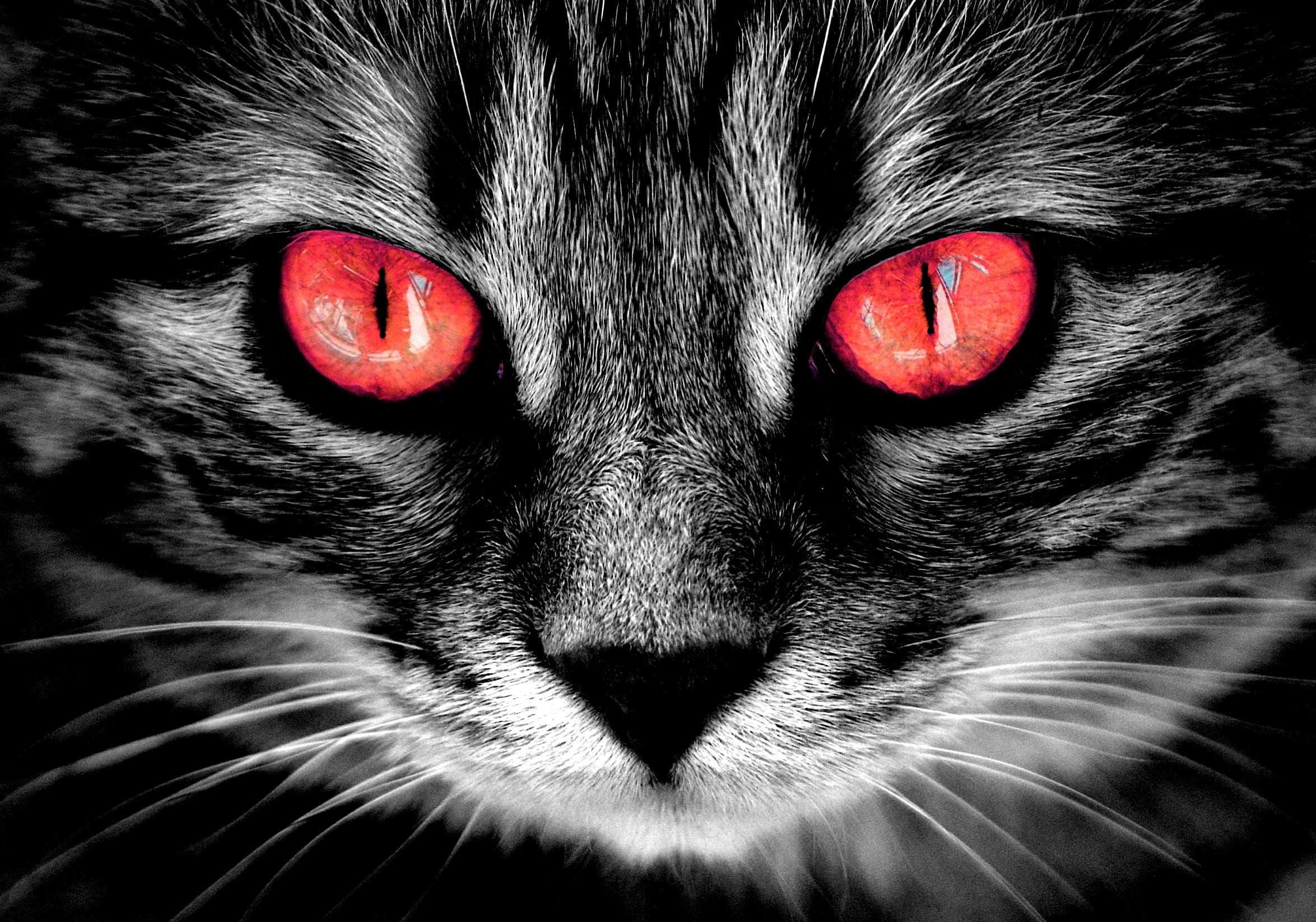 creepy, animal, isolated color, mammal, animal themes, tabby, domestic animals, domestic, weird, whisker, domestic cat, animal eye, fire red eyes, close-up, HD Wallpaper
