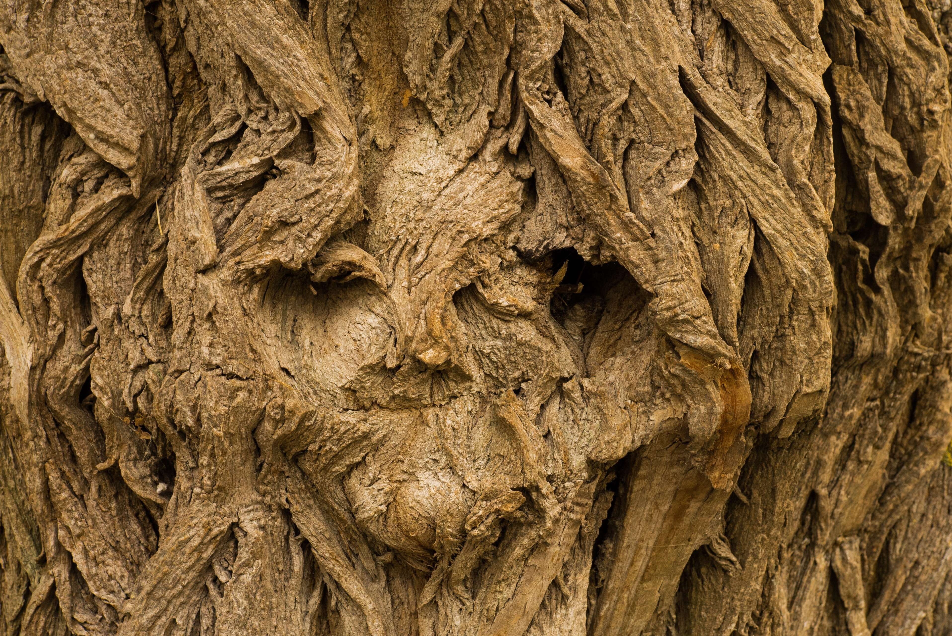 pattern, rough, forest spirits, natural pattern, background, plant bark, art, nature, forest spirit, man, trunk, old, wood - material, textured, detail, HD Wallpaper