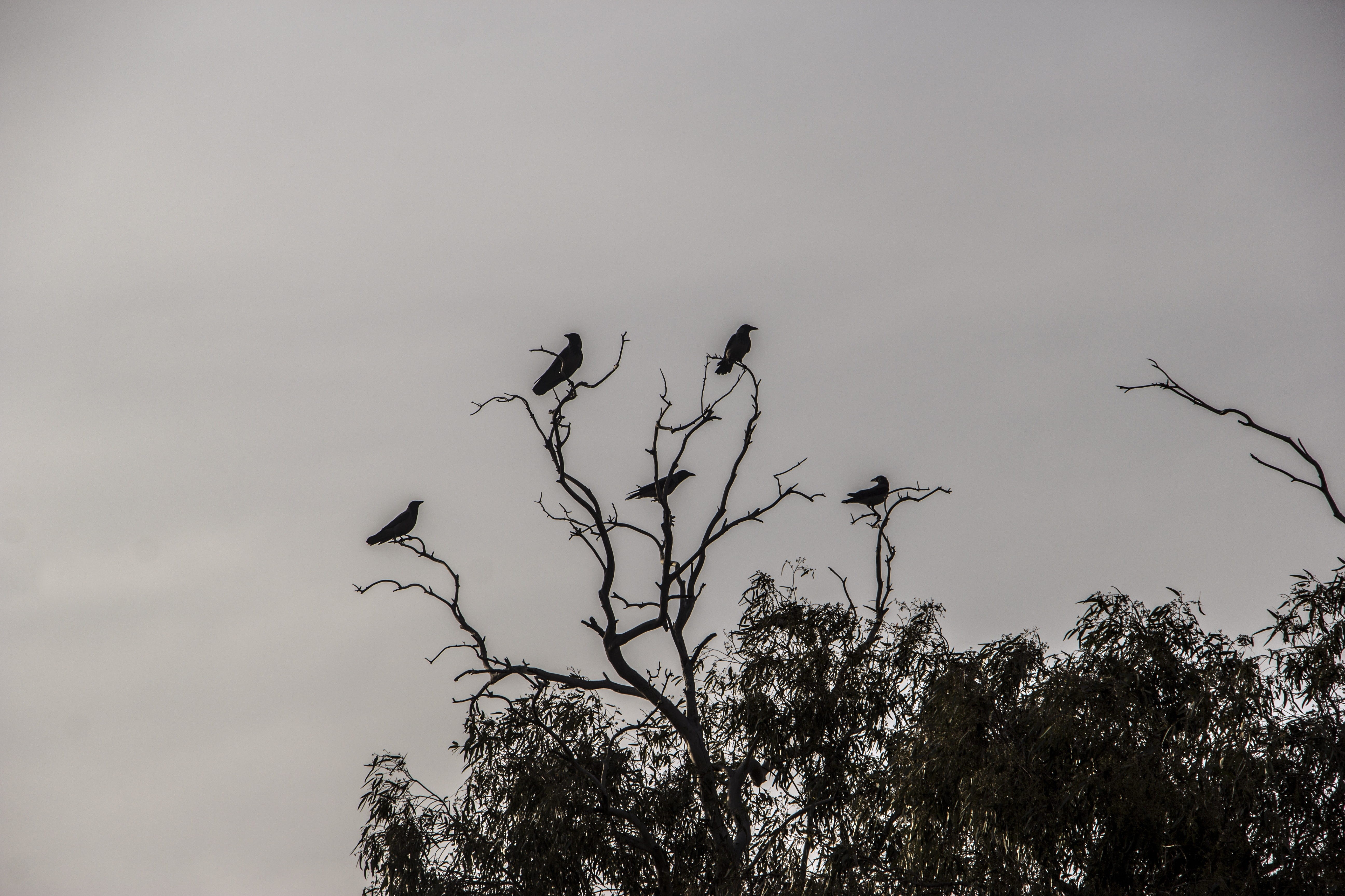evil, full, creepy, halloween, day, animal, death, skull, mysterious, beak, animal themes, spooky, animal wildlife, wild, silhouette, fantasy, scary, tree, HD Wallpaper