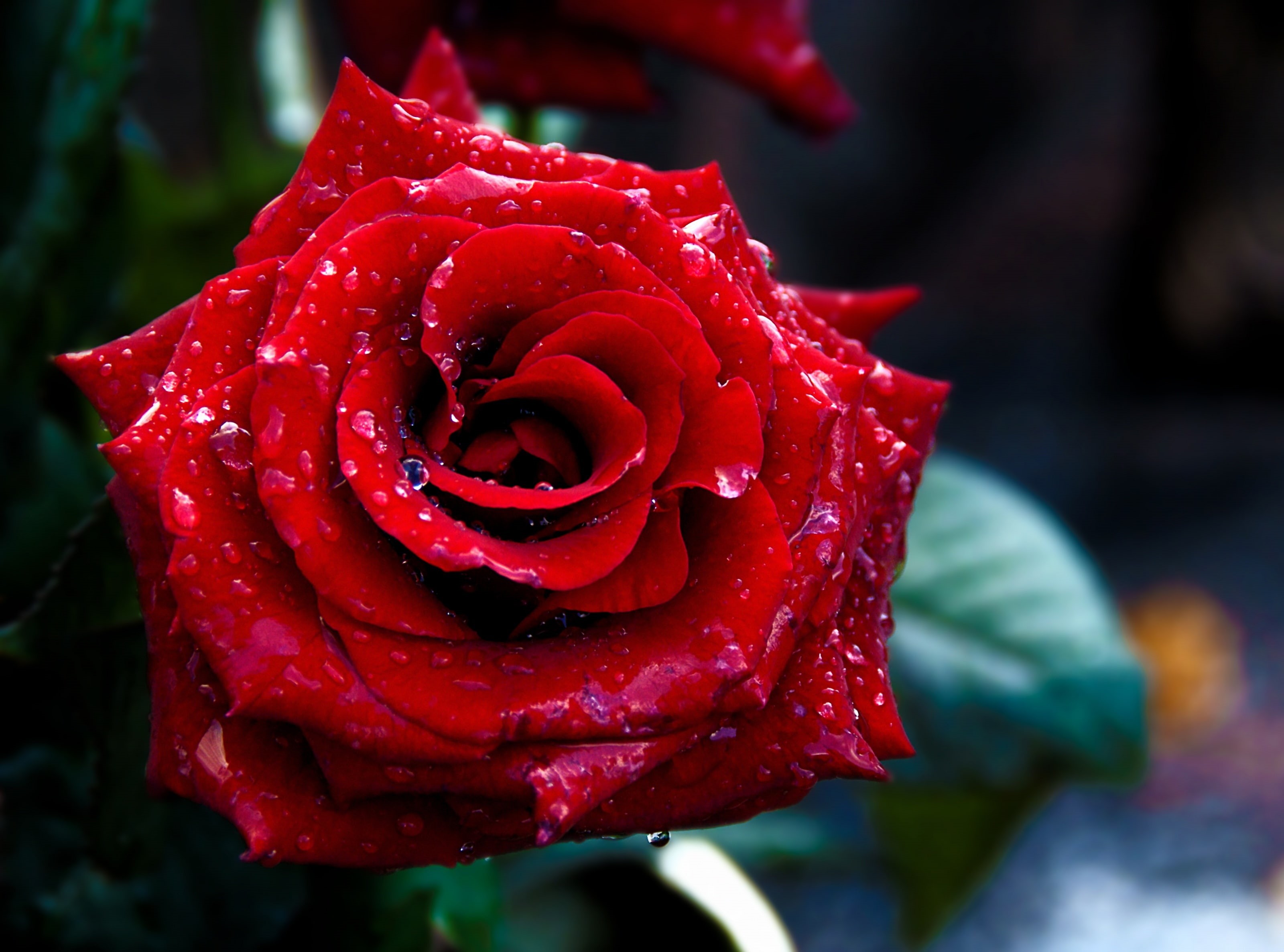 red rose, Macro, rose - flower, 2K, focus on foreground, no people, water, plant, growth, outdoors, fragility, beauty in nature, freshness, nature, vulnerability, HD Wallpaper