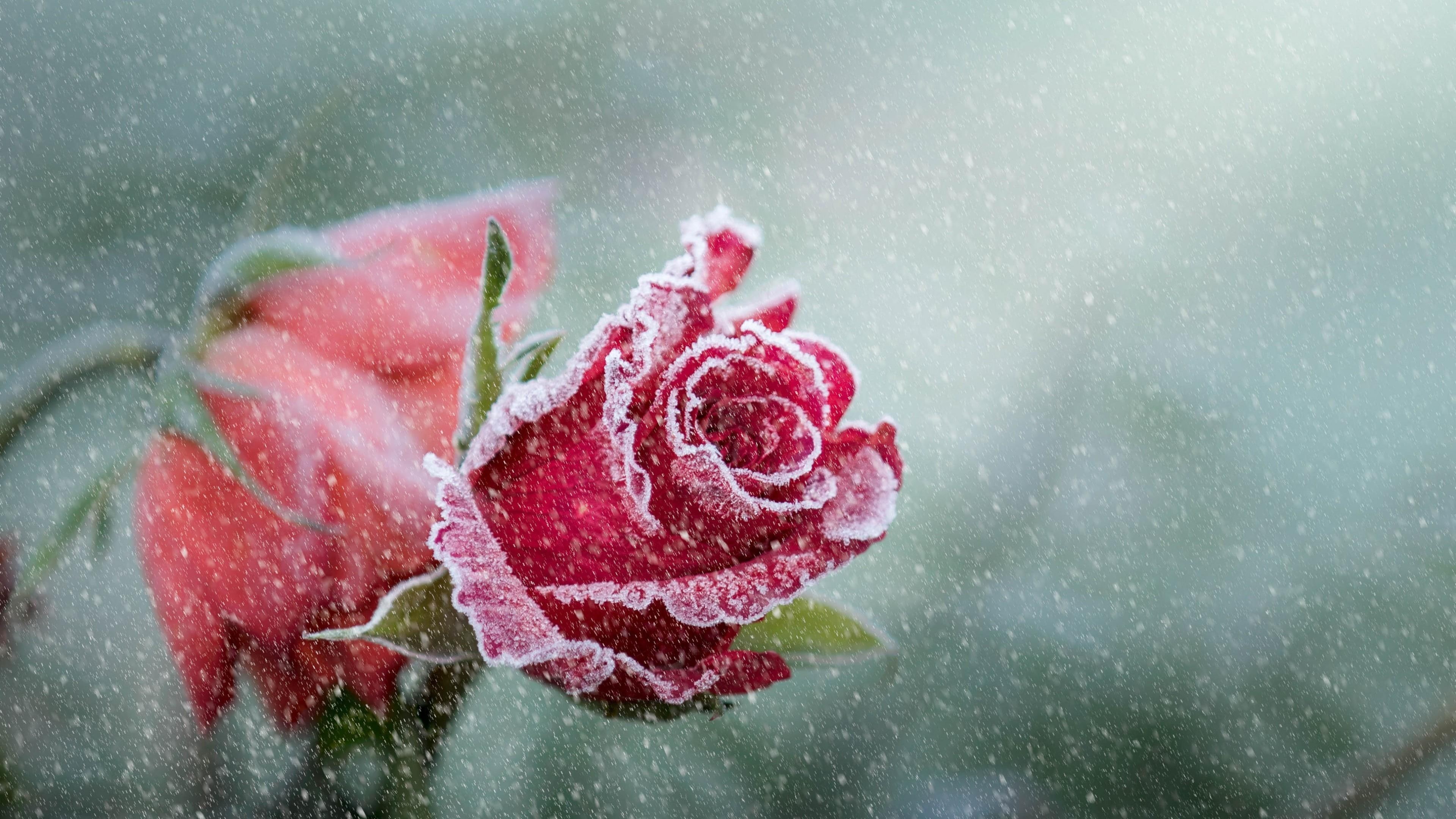 winter, snow, cold, 4K, freeze, rose, snowing, frost, HD Wallpaper