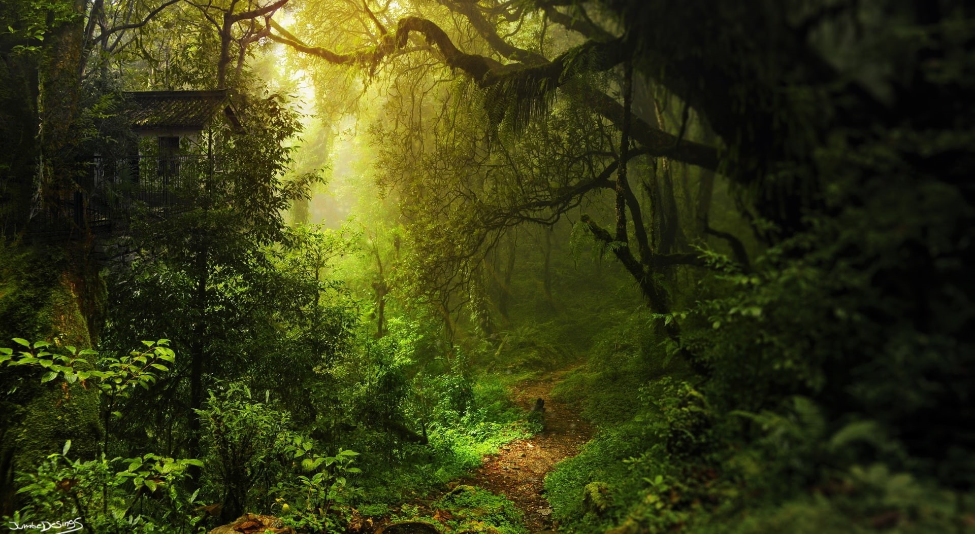 scenics - nature, green color, beauty in nature, rainforest, non-urban scene, no people, 1080P, Nature, Path, within, foliage, tranquility, HD Wallpaper