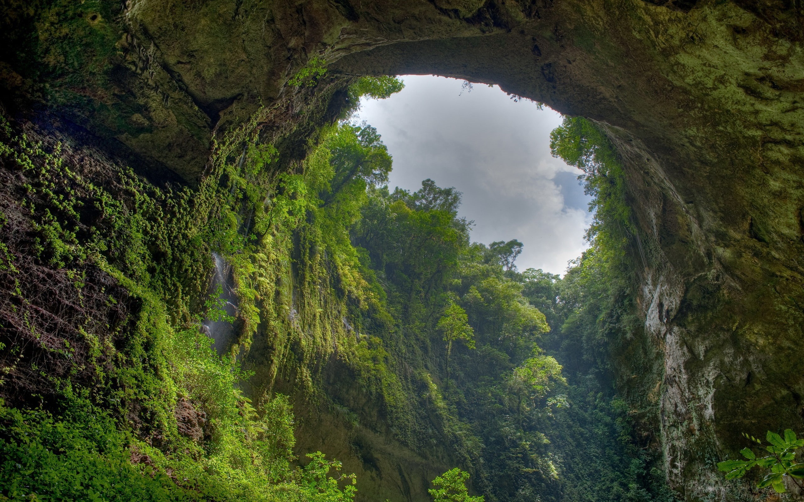 jungle, deep, 2K, HD Wallpaper