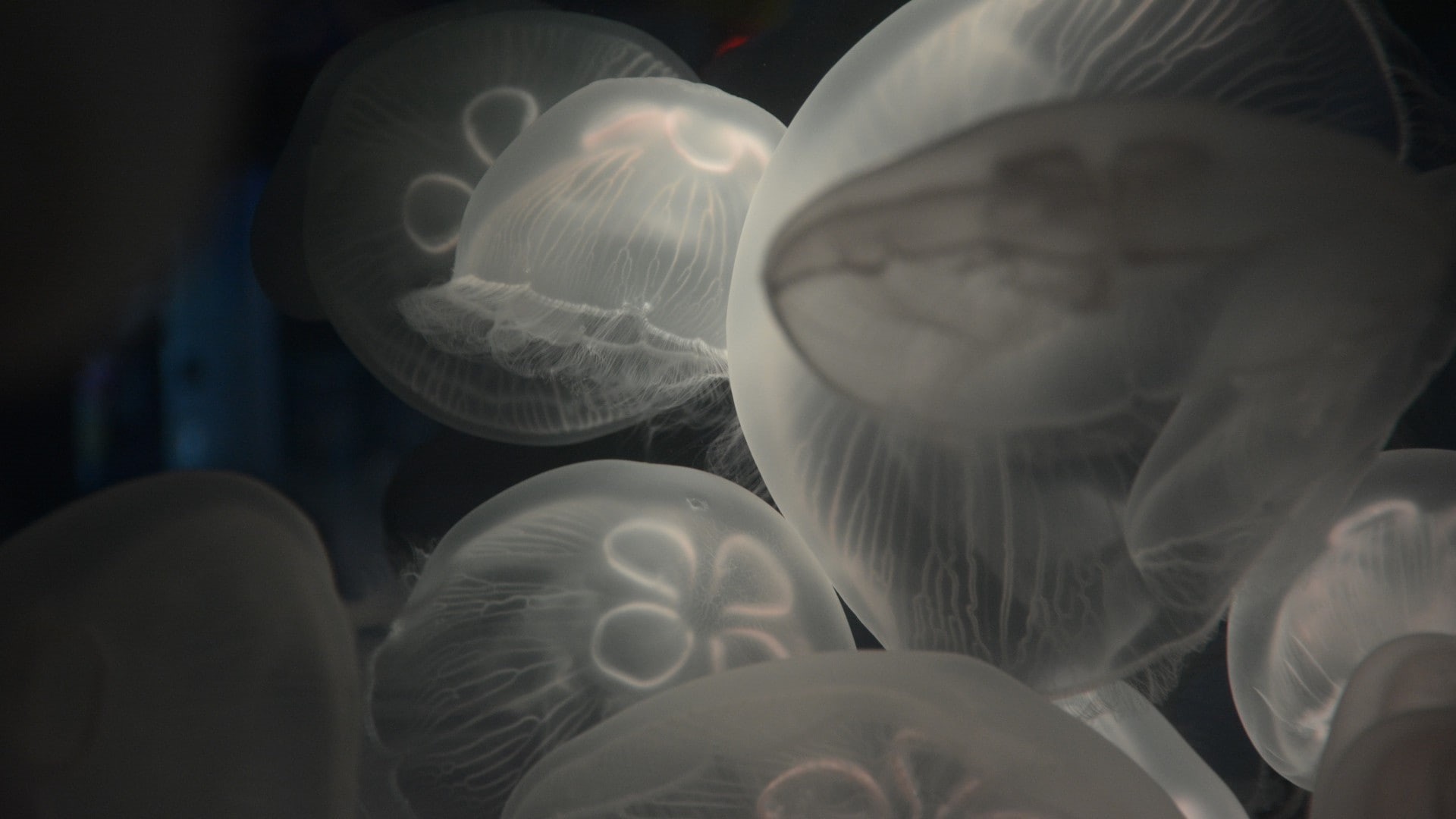 indoors, sea, underwater, close-up, transparency, nature, animals in the wild, no people, 1080P, animals, invertebrate, large group of animals, animal wildlife, HD Wallpaper