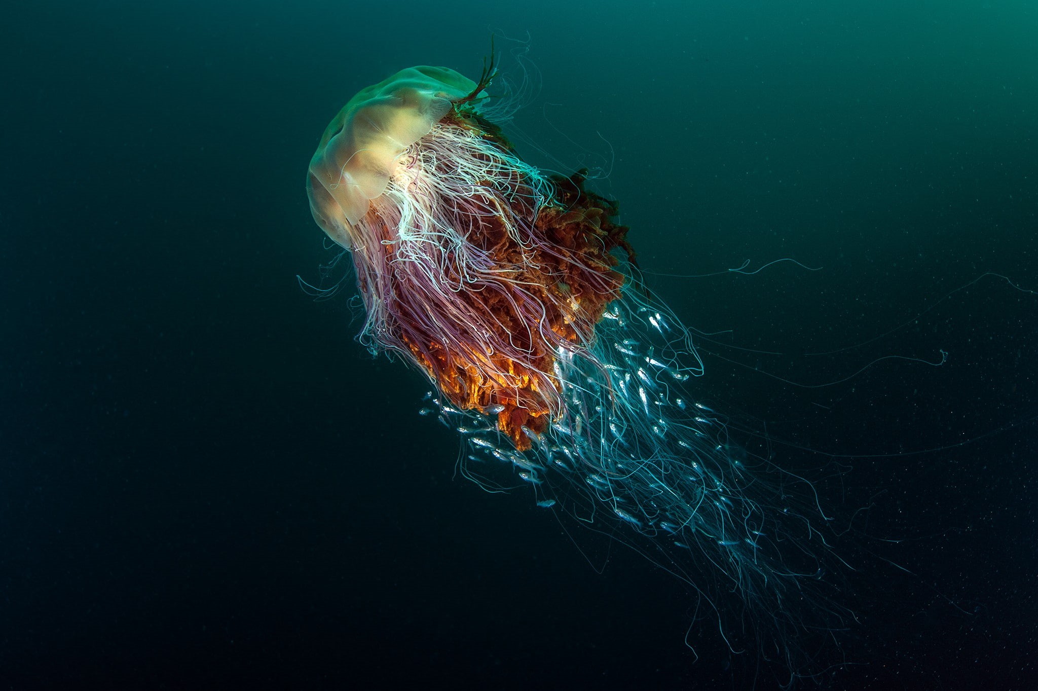 contests, 1080P, underwater, sea, winner, deep sea, jellyfish, photography, nature, fish, animals, HD Wallpaper