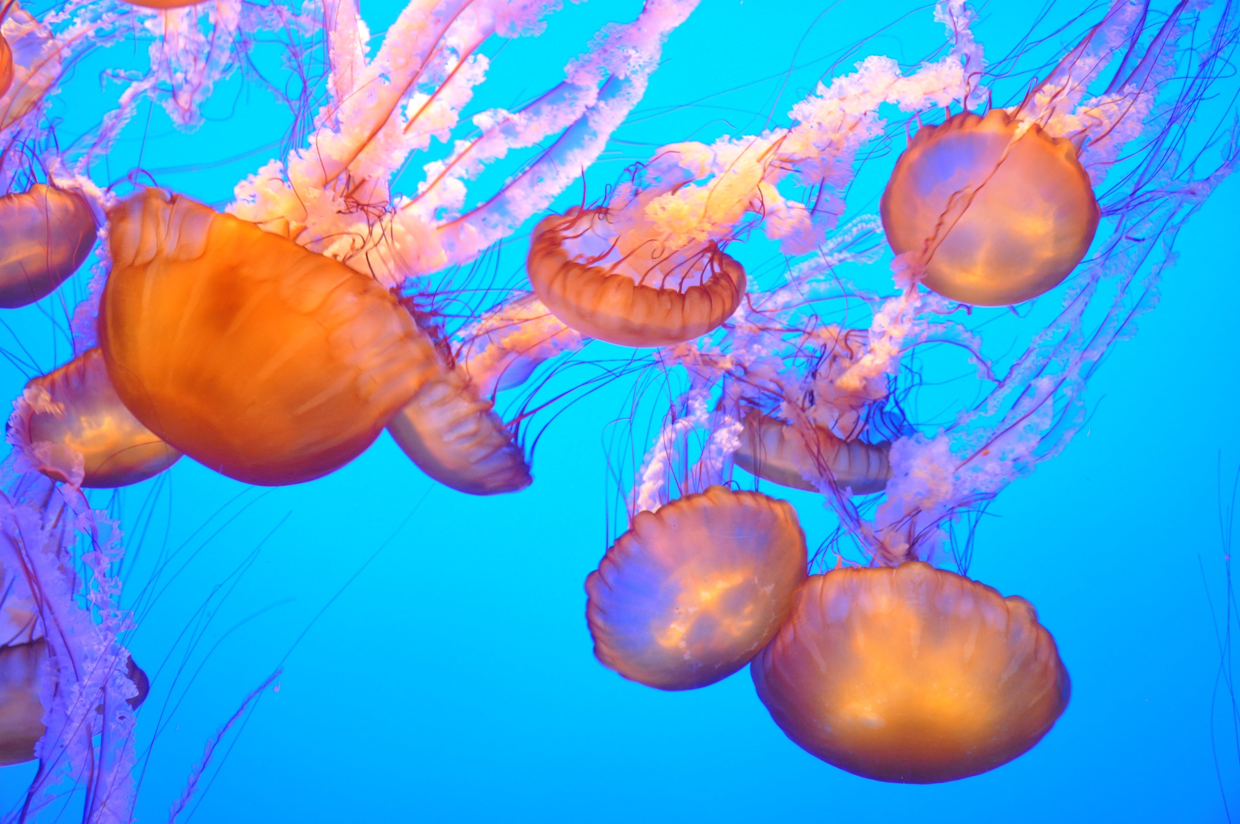 animal wildlife, animal, floating on water, underwater, no people, textile, animal themes, floral, blue background, marine, outdoors, sea life, 4K, group of animals, HD Wallpaper