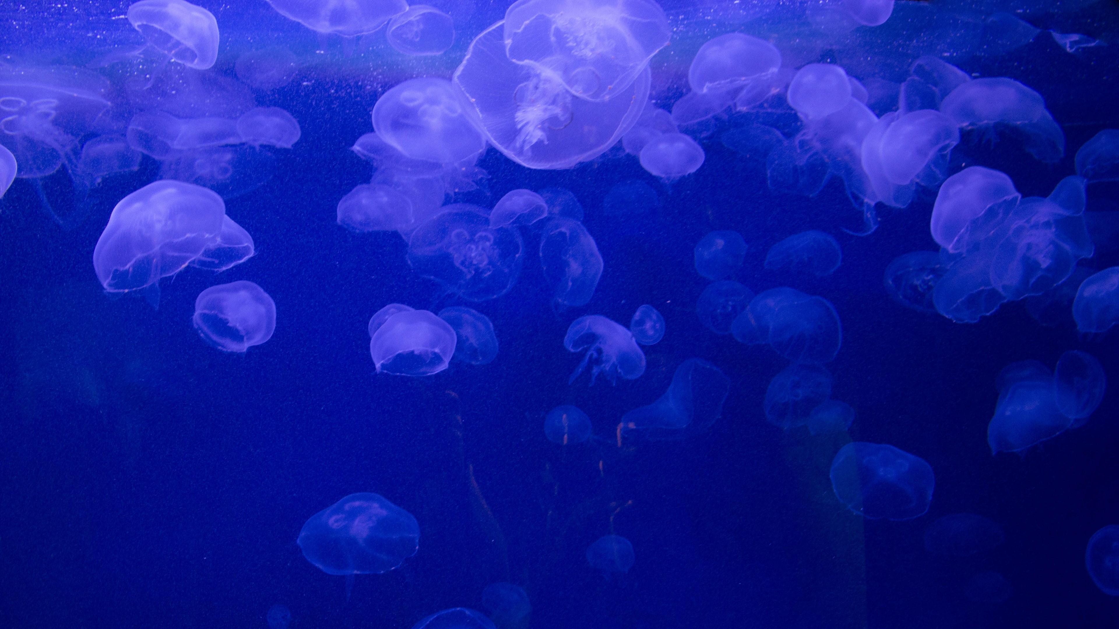 4K, swimming, nature, animals in captivity, school of fish, animal themes, undersea, floating on water, blue, jellyfish, animal, sea life, no people, sea, HD Wallpaper