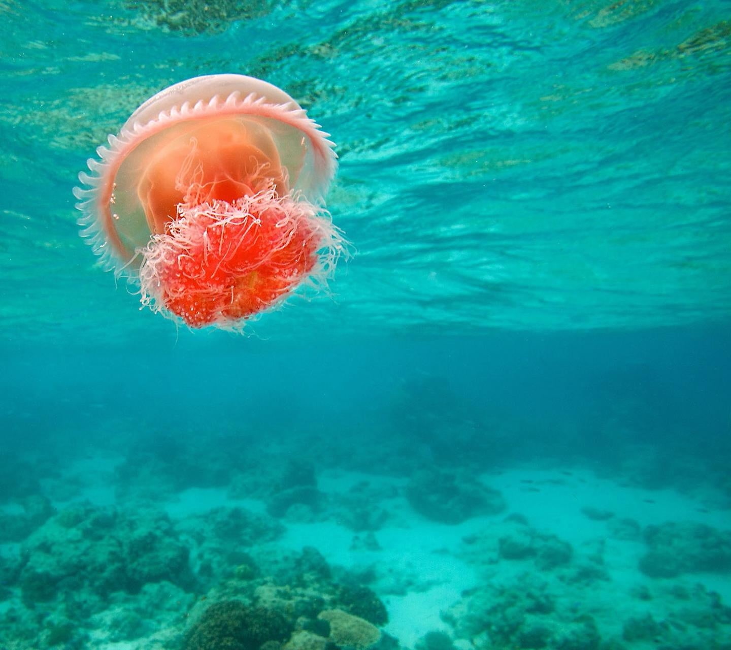 floating on water, animal wildlife, animal themes, water, red, animal, invertebrate, sea, two, outdoors, sea life, vertebrate, animals in the wild, underwater, HD Wallpaper