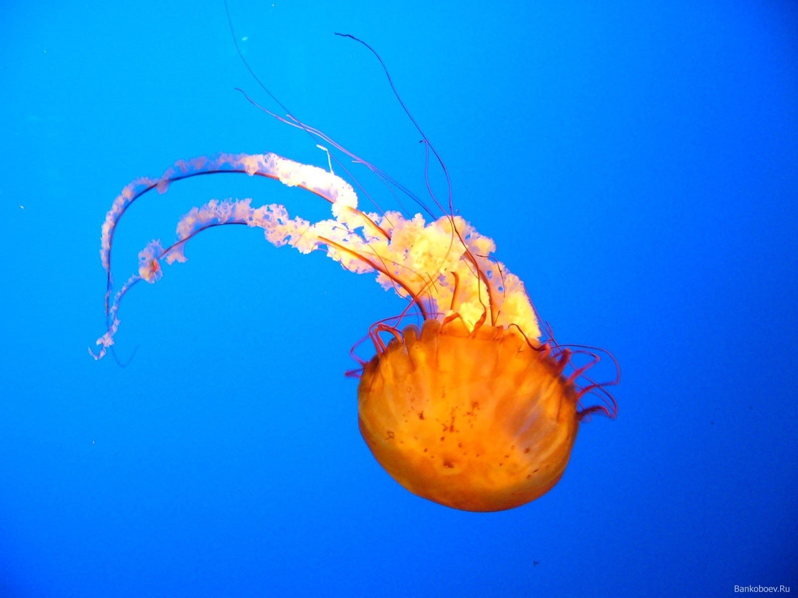 jellyfish, underwater, sea, 720P, HD Wallpaper