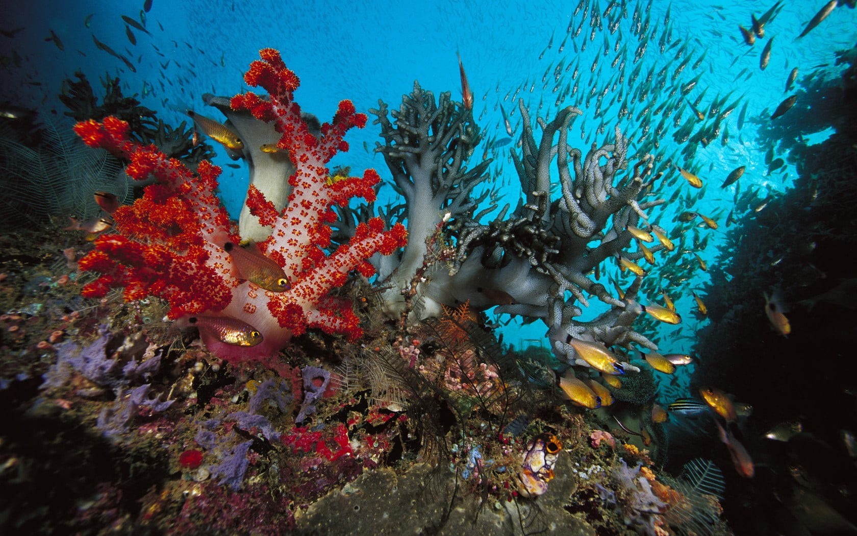 underwater, yellow, group of animals, red, swimming, animals in the wild, invertebrate, school of fish, blue, animal wildlife, marine, no people, animal themes, HD Wallpaper