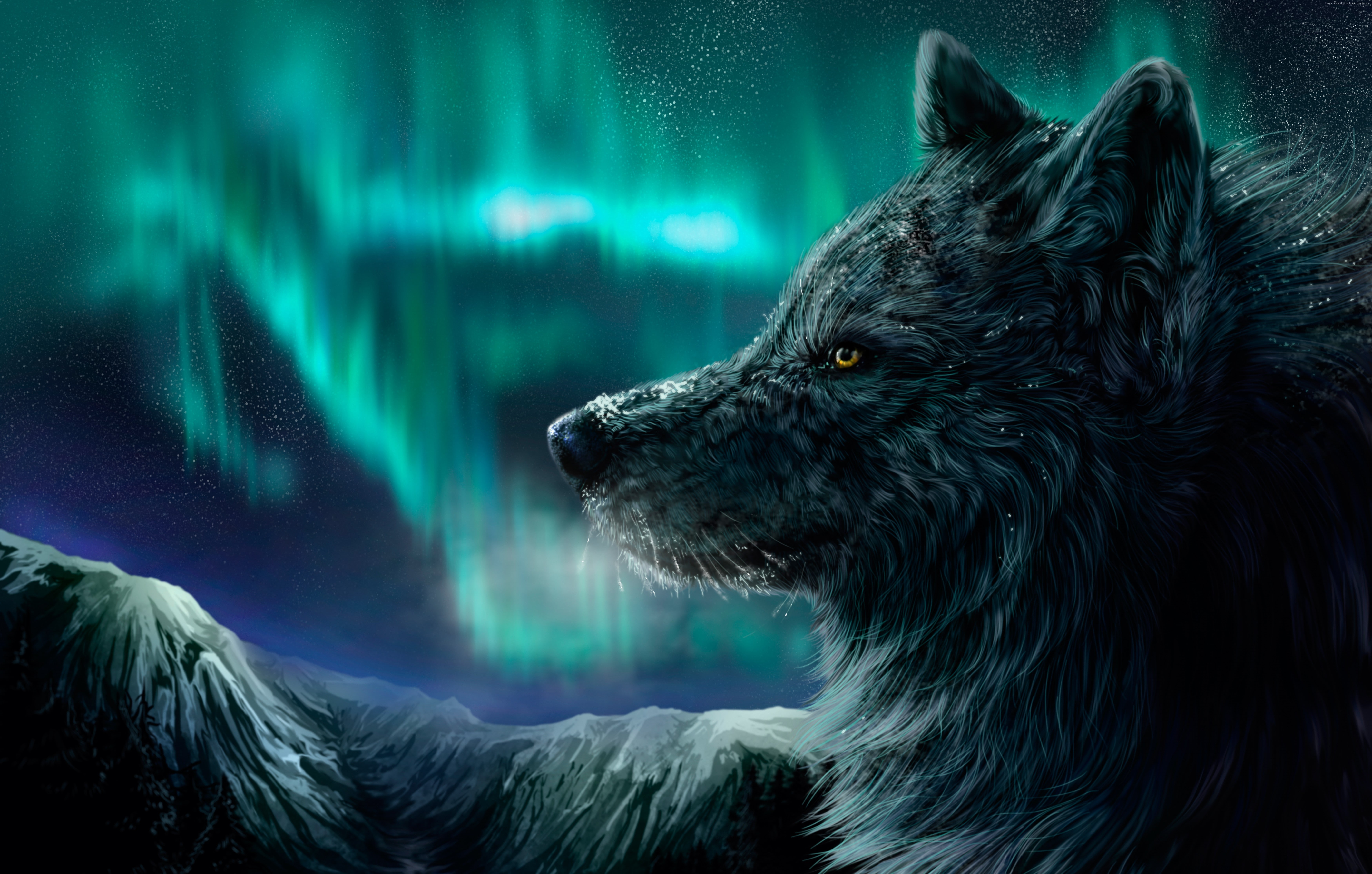 look, Wolf, aurora polaris, 5K, HD Wallpaper