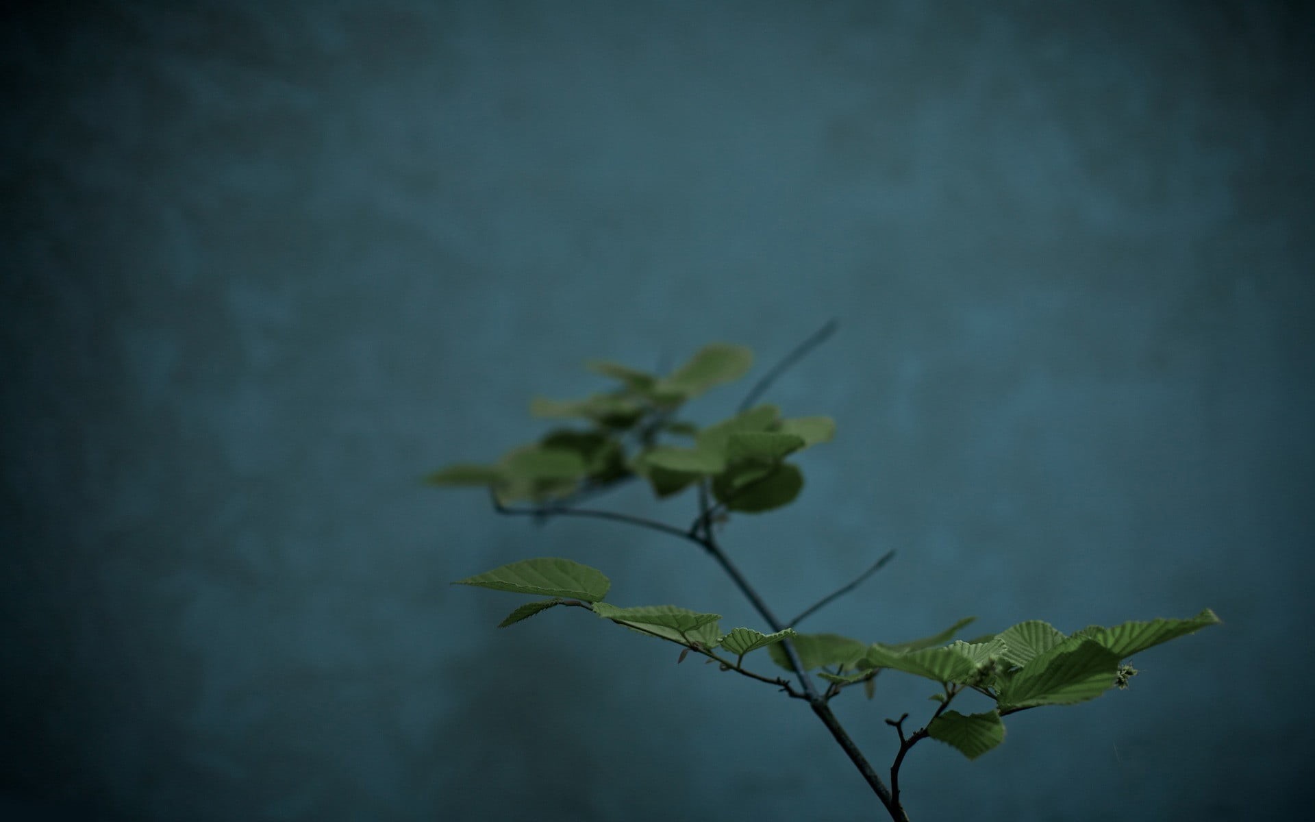 plant, environment, backgrounds, outdoors, new Life, tranquility, fragility, close-up, green Color, lush Foliage, focus on foreground, summer, day, leaf, HD Wallpaper