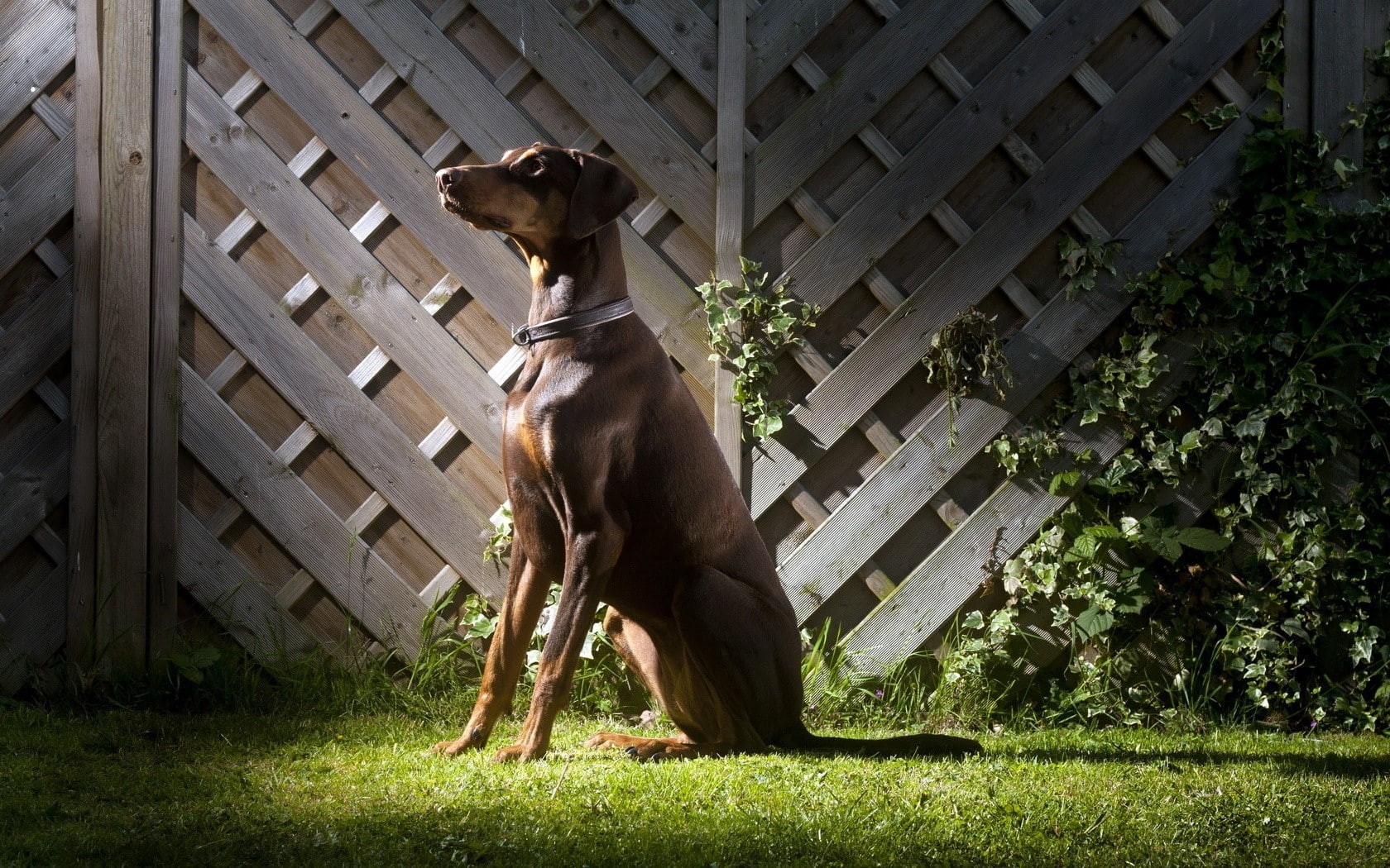 dog, animals, 720P, Doberman Pinscher, HD Wallpaper