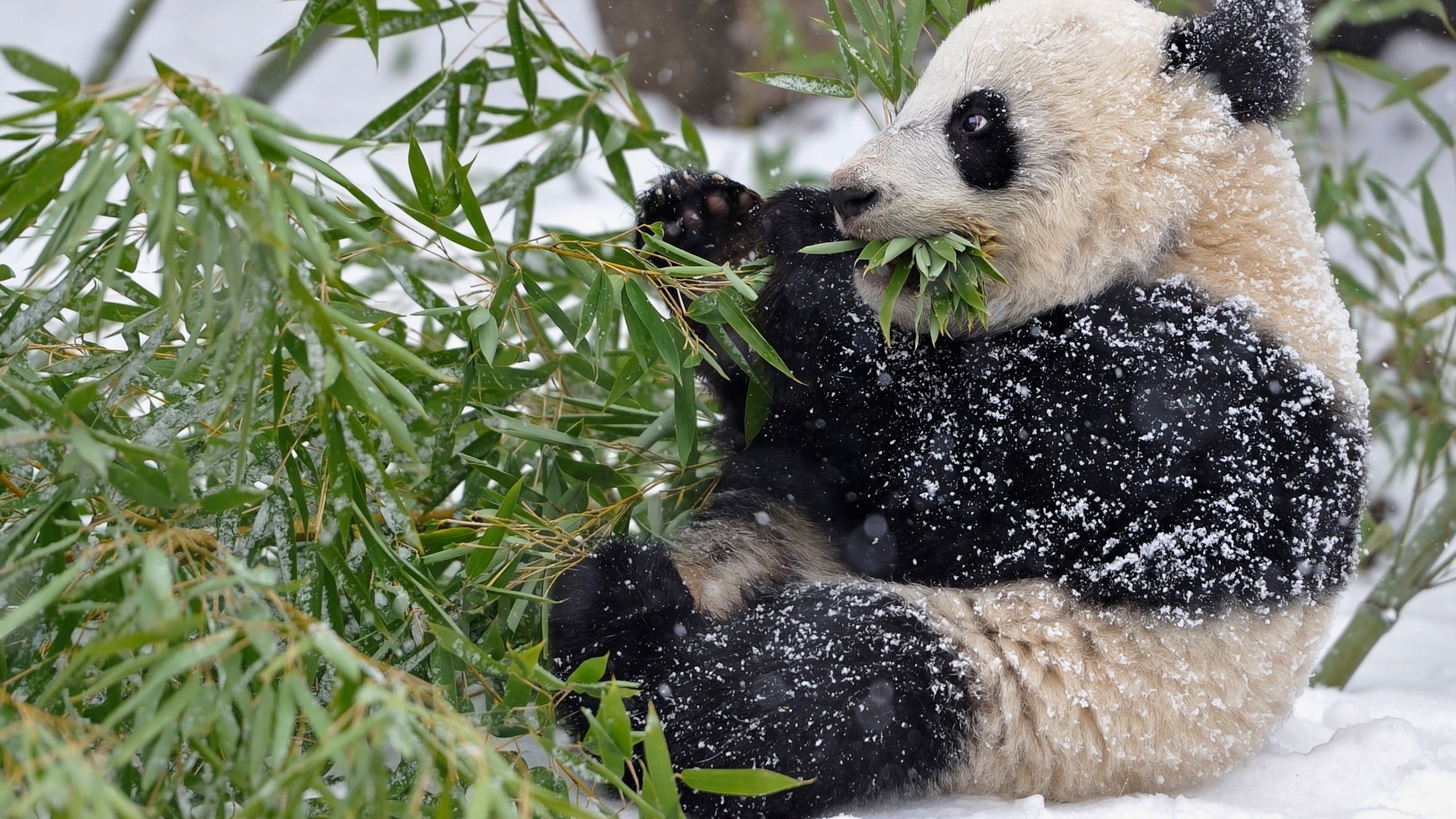 2K, day, panda - Animal, leaves, black, grass, cute, plant, snow, asia, bear, animals, snowing, young animal, nature, beige, animal wildlife, small, white, HD Wallpaper