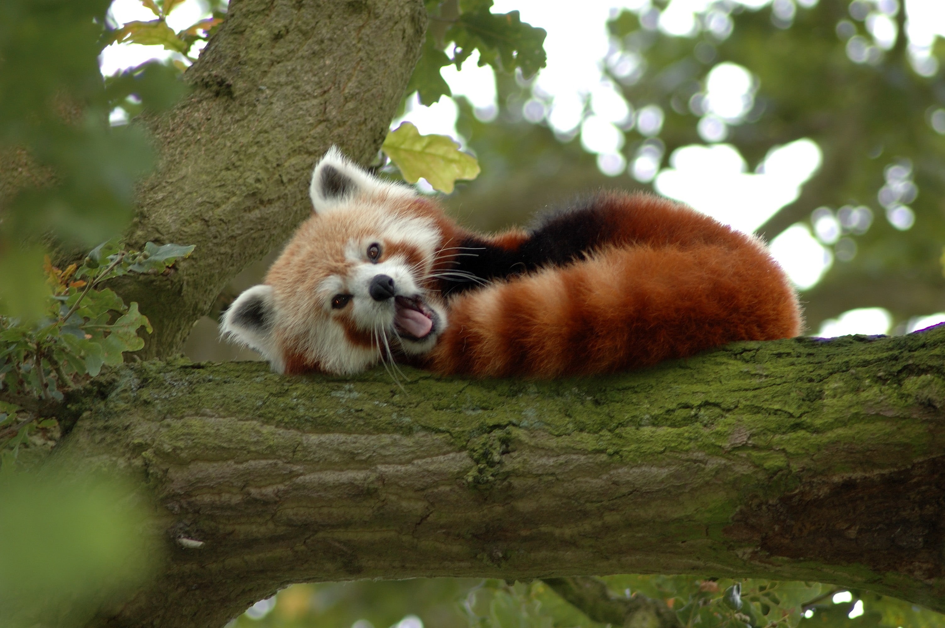 2K, mammal, animal wildlife, panda, tree trunk, vertebrate, no people, selective focus, whisker, tree, branch, animals in the wild, animal, panda - animal, HD Wallpaper