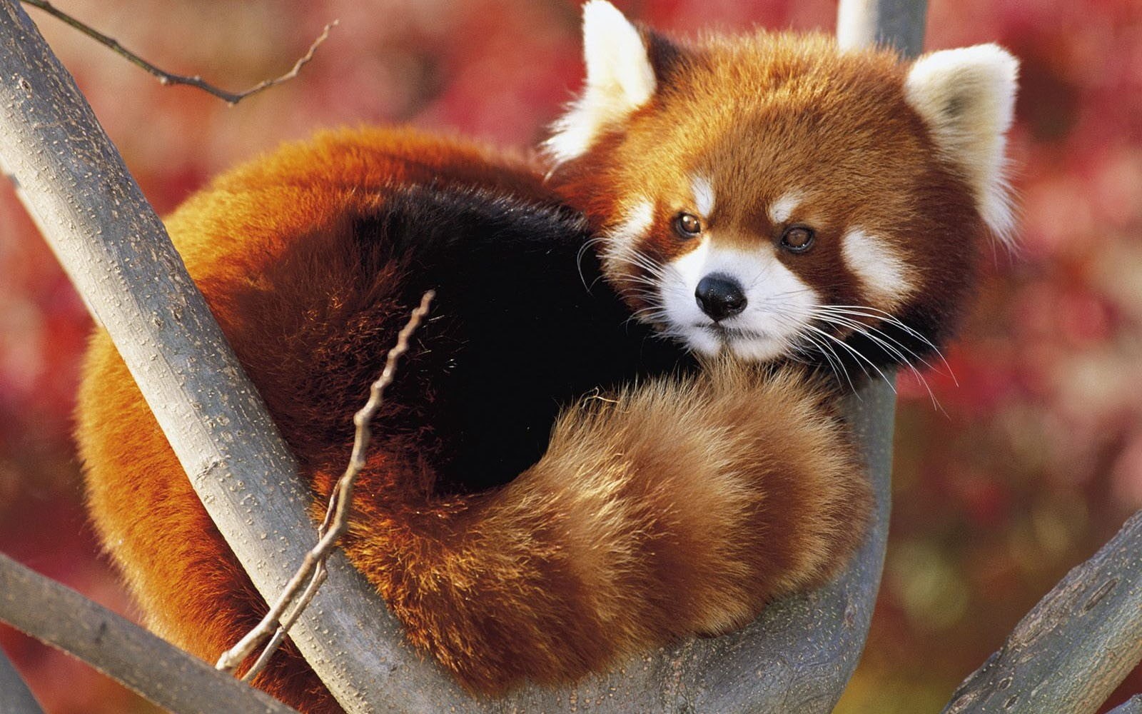 outdoors, animals in the wild, vertebrate, young animal, one animal, animal, mammal, close-up, no people, red, panda - animal, animal body part, panda, HD Wallpaper