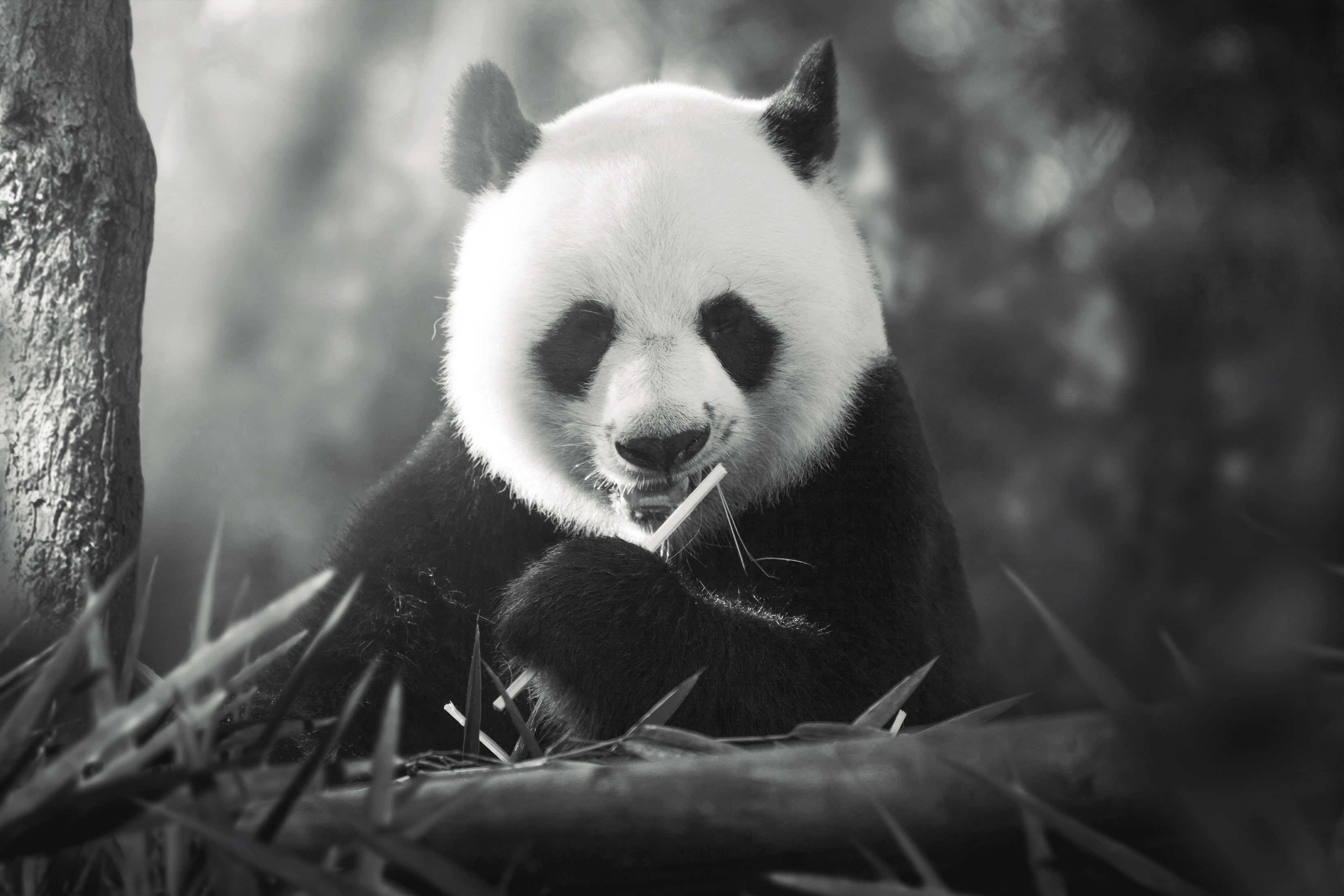 2K, animals, panda, HD Wallpaper