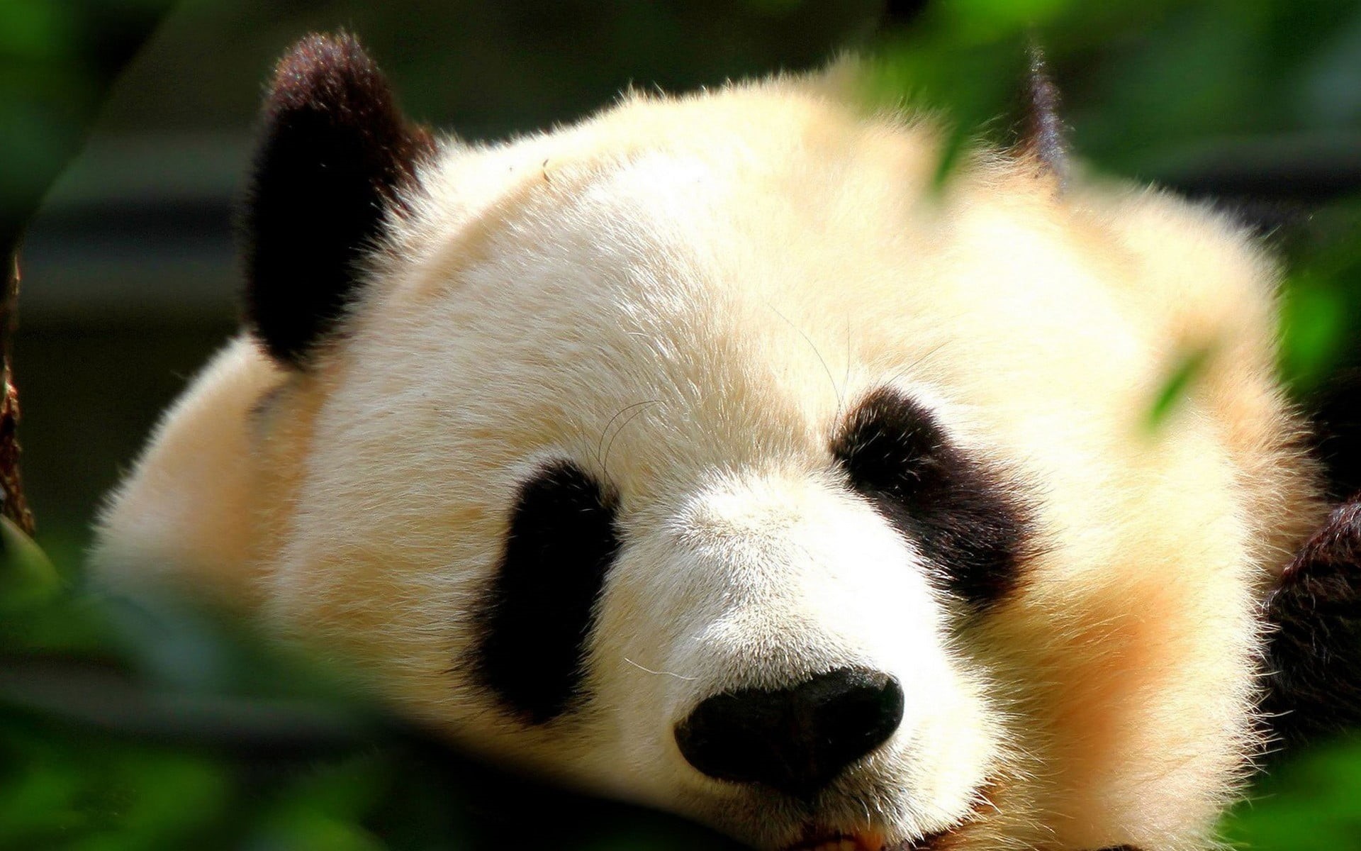1080P, panda, animal body part, vertebrate, animal, focus on foreground, bear, panda - animal, animals, mammal, wildlife, endangered species, close-up, HD Wallpaper