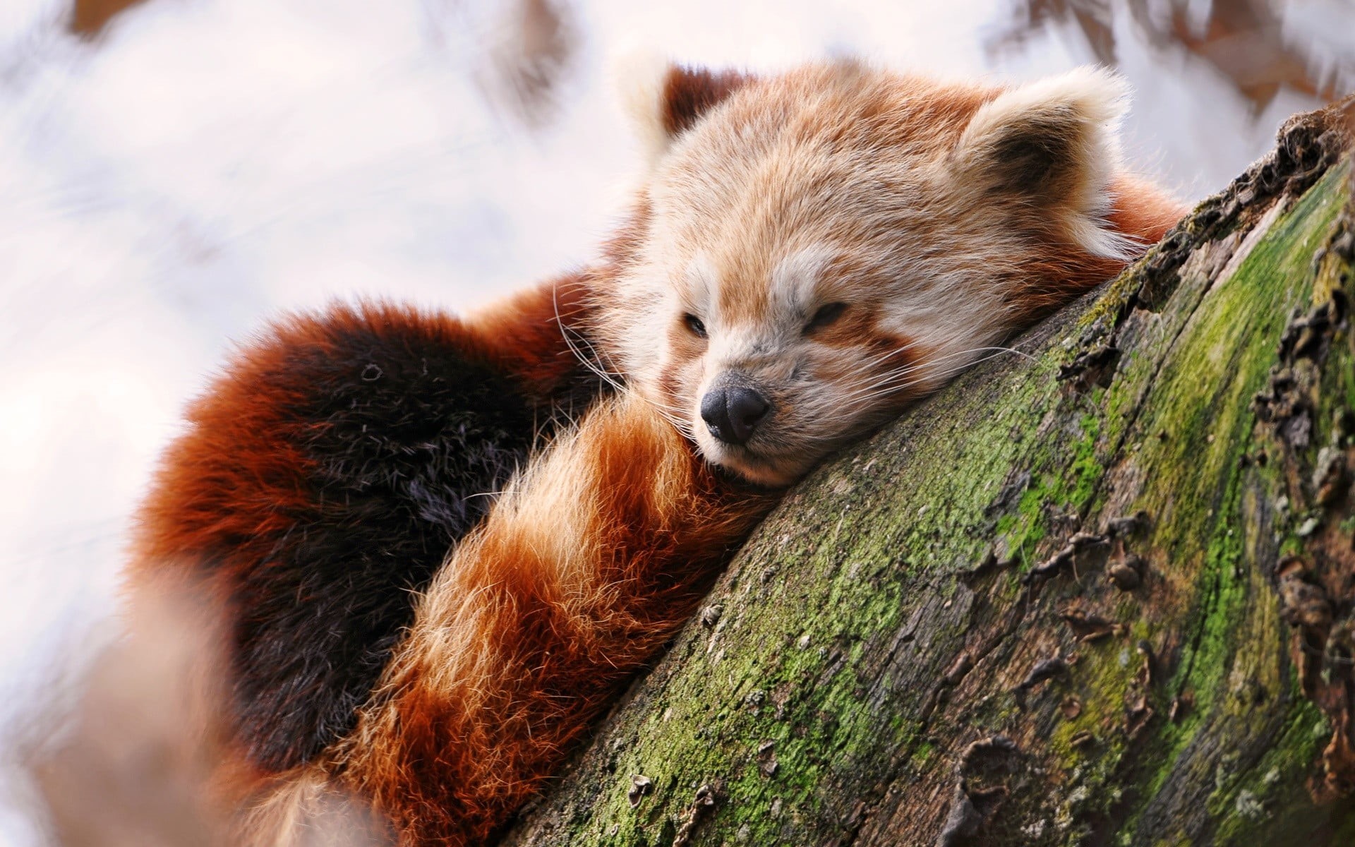branch, plant, relaxation, mammal, no people, panda, one animal, tree, animals in the wild, trunk, 1080P, red, resting, animal head, red panda, animals, HD Wallpaper