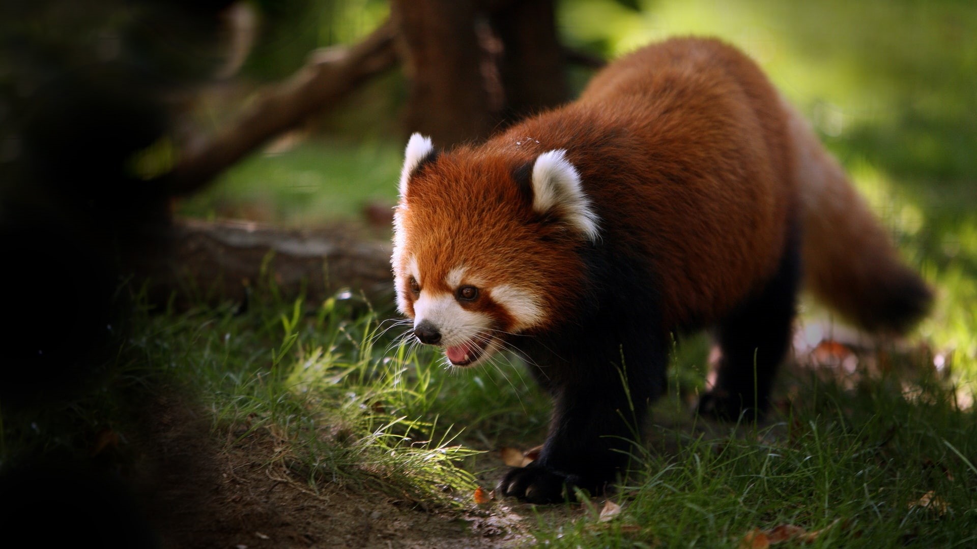 red panda, 1080P, panda, animals, HD Wallpaper