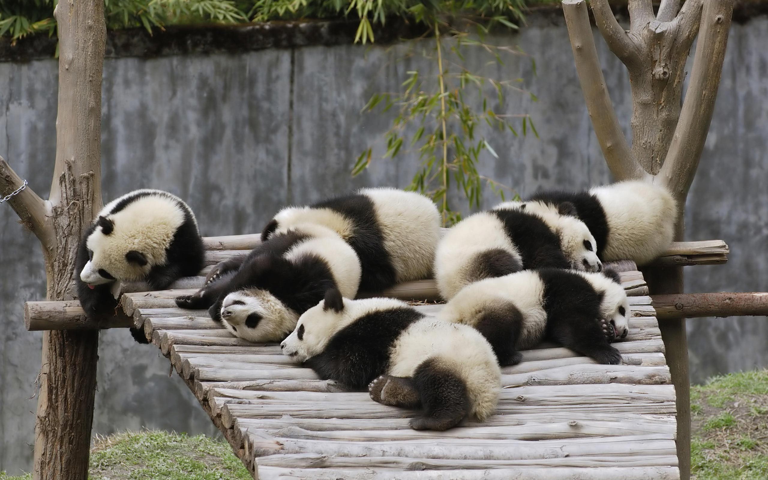 animals, nature, bamboo - plant, 2K, baby animals, animal wildlife, no people, mammal, panda - animal, wood - material, resting, animal themes, lying down, HD Wallpaper