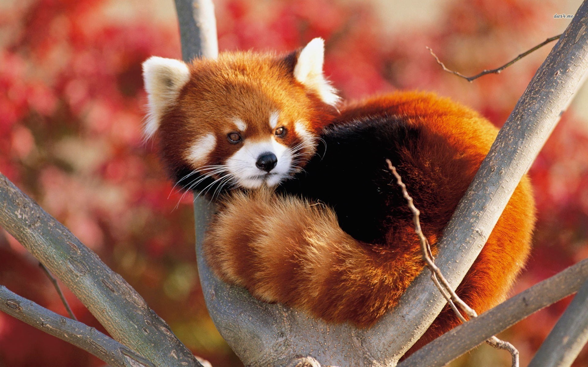 red, animal themes, panda - animal, animals, animals in captivity, red panda, day, animals in the wild, nature, 1080P, mammal, one animal, outdoors, tree, HD Wallpaper
