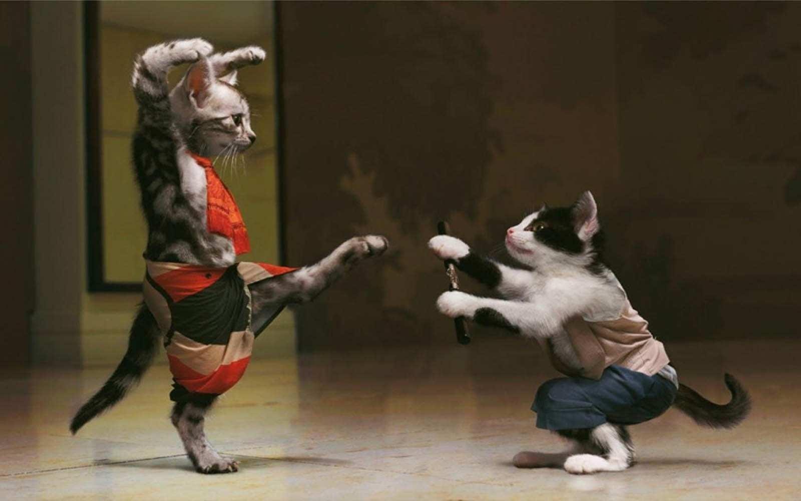 720P, fu, karate, cat, kung, photo, funny, HD Wallpaper