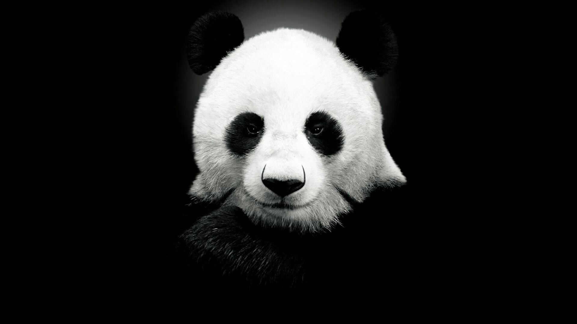black background, fur, black, herbivorous, endangered species, close-up, animal head, bear, looking at camera, black and white, mammal, copy space, giant panda, HD Wallpaper