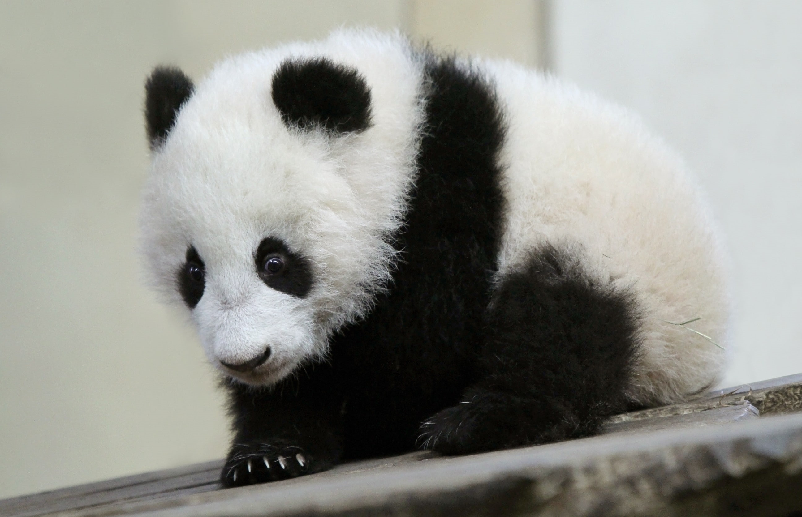 2K, animals in the wild, wood - material, endangered species, animal wildlife, vertebrate, panda, white color, zoology, no people, animal themes, herbivorous, HD Wallpaper