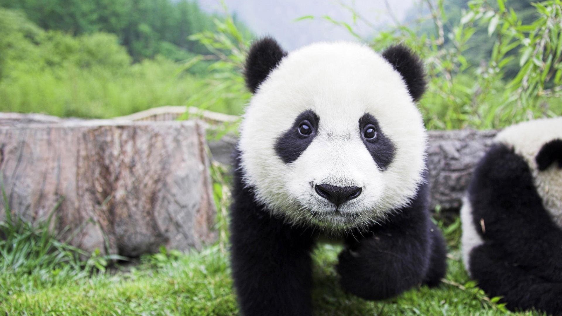 giant panda, animals, mammal, 1080P, HD Wallpaper