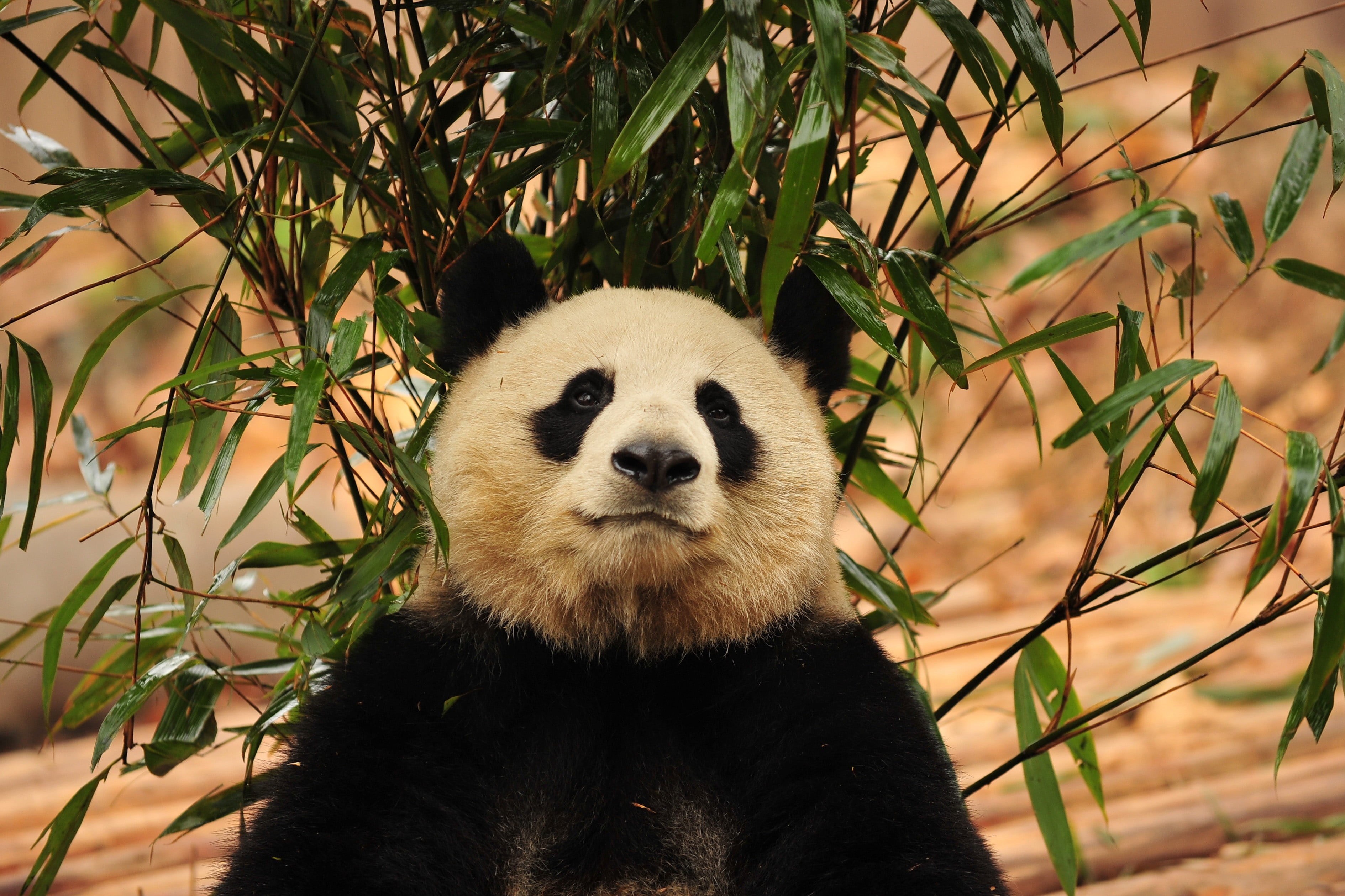 forest, outdoors, zoo, animal wildlife, sichuan Province, panda - Animal, focus on foreground, looking, giant Panda, endangered Species, chengdu, wildlife, HD Wallpaper