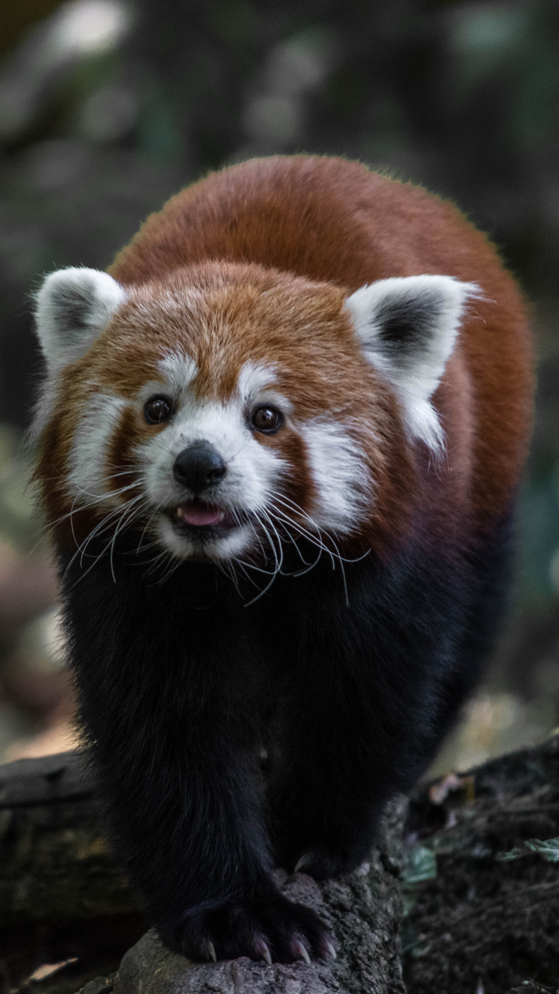 lesser panda, cat, whiskers, giant panda, animal wildlife, no people, animal head, land, red panda, pet, focus on foreground, face, nature, animal themes, Phone HD Wallpaper