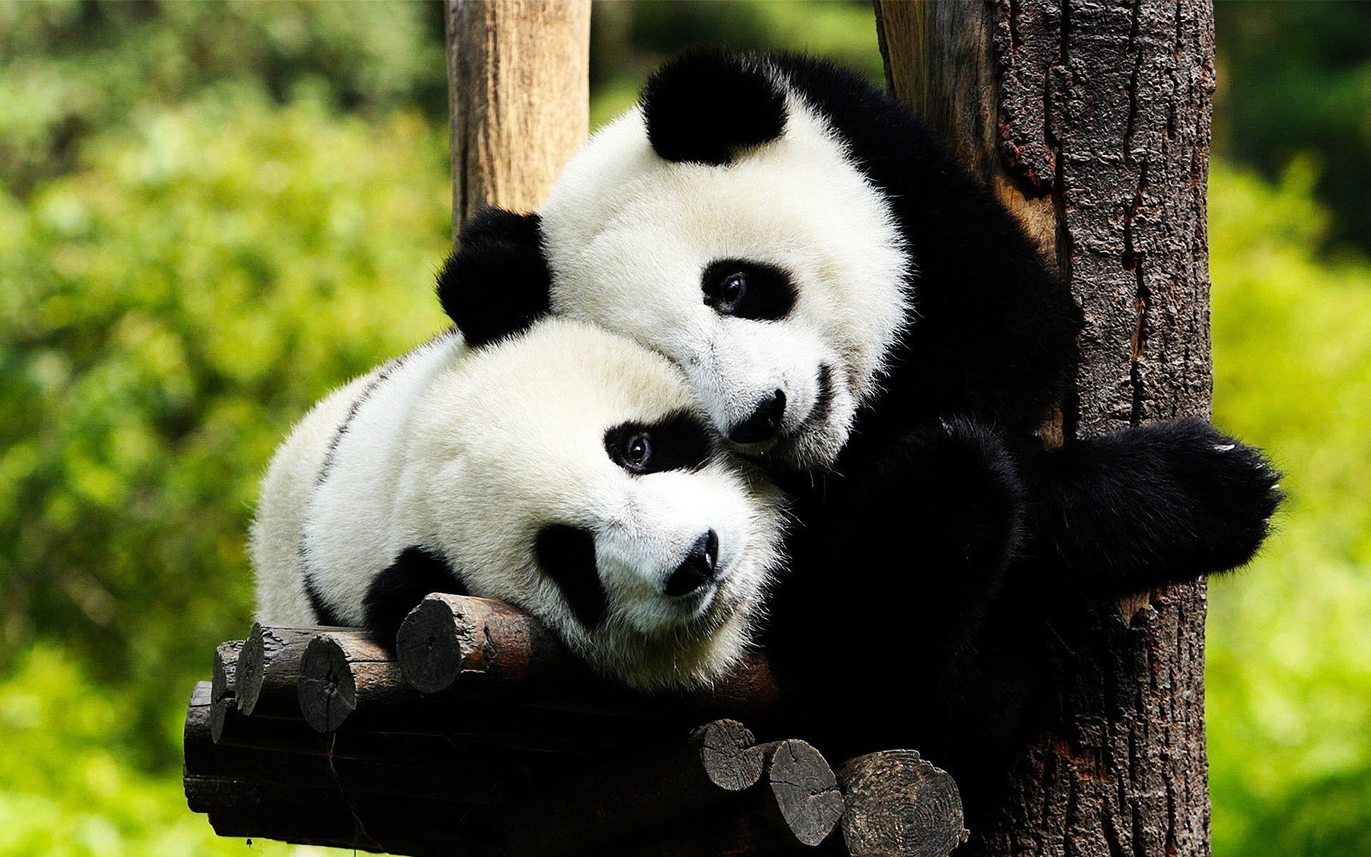 zoo, mammal, day, trunk, panda - animal, plant, white, animals in the wild, vertebrate, one animal, 1080P, animal themes, animal wildlife, focus on foreground, HD Wallpaper
