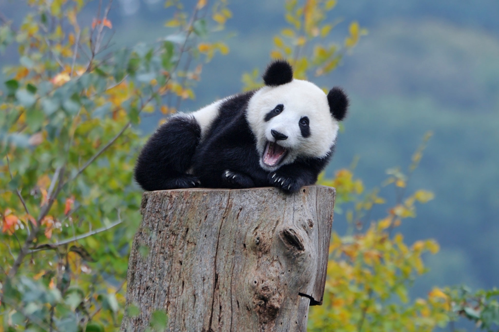 mammal, herbivorous, bamboo - plant, baby animals, tree, animal wildlife, Panda, bears, one animal, no people, animals in the wild, vertebrate, panda - animal, HD Wallpaper