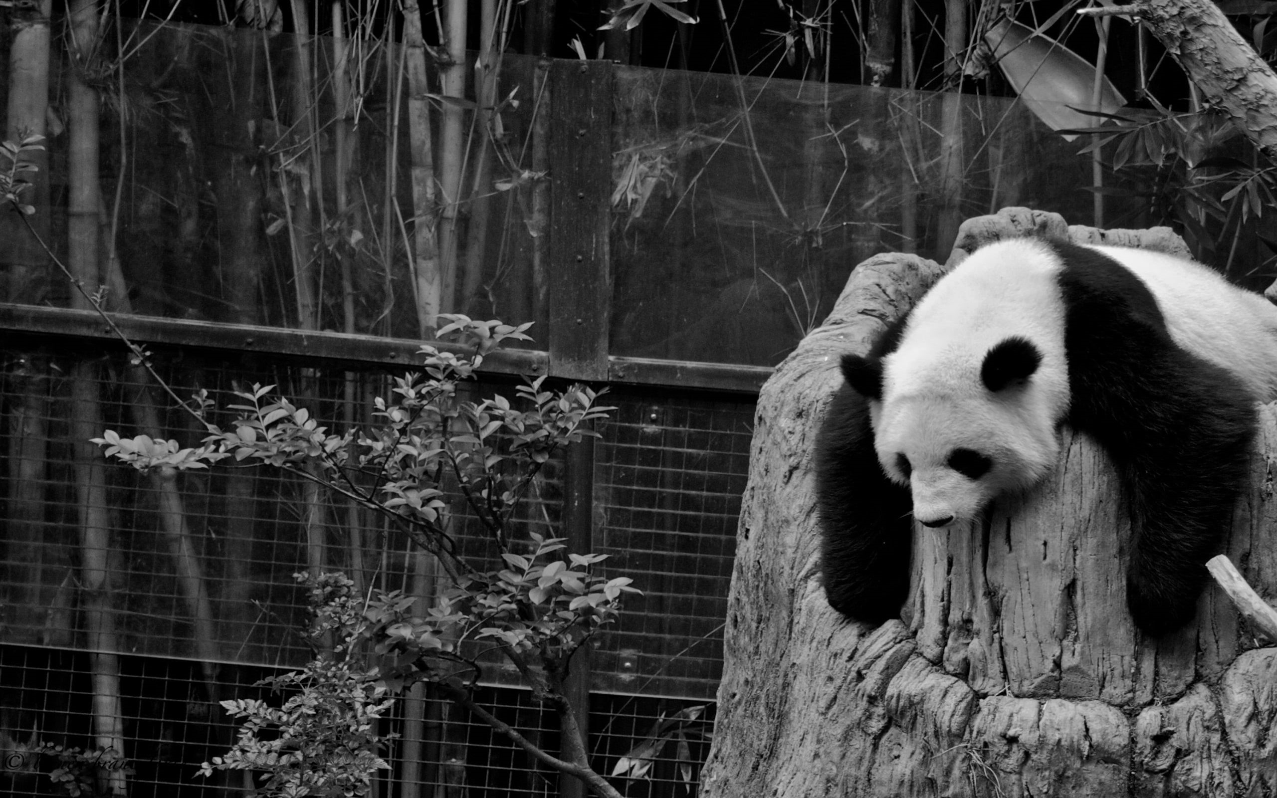 black Color, forest, endangered Species, hollow, sleep, white, no People, wood - material, cute, animal, one Animal, mammal, day, outdoors, vertebrate, HD Wallpaper