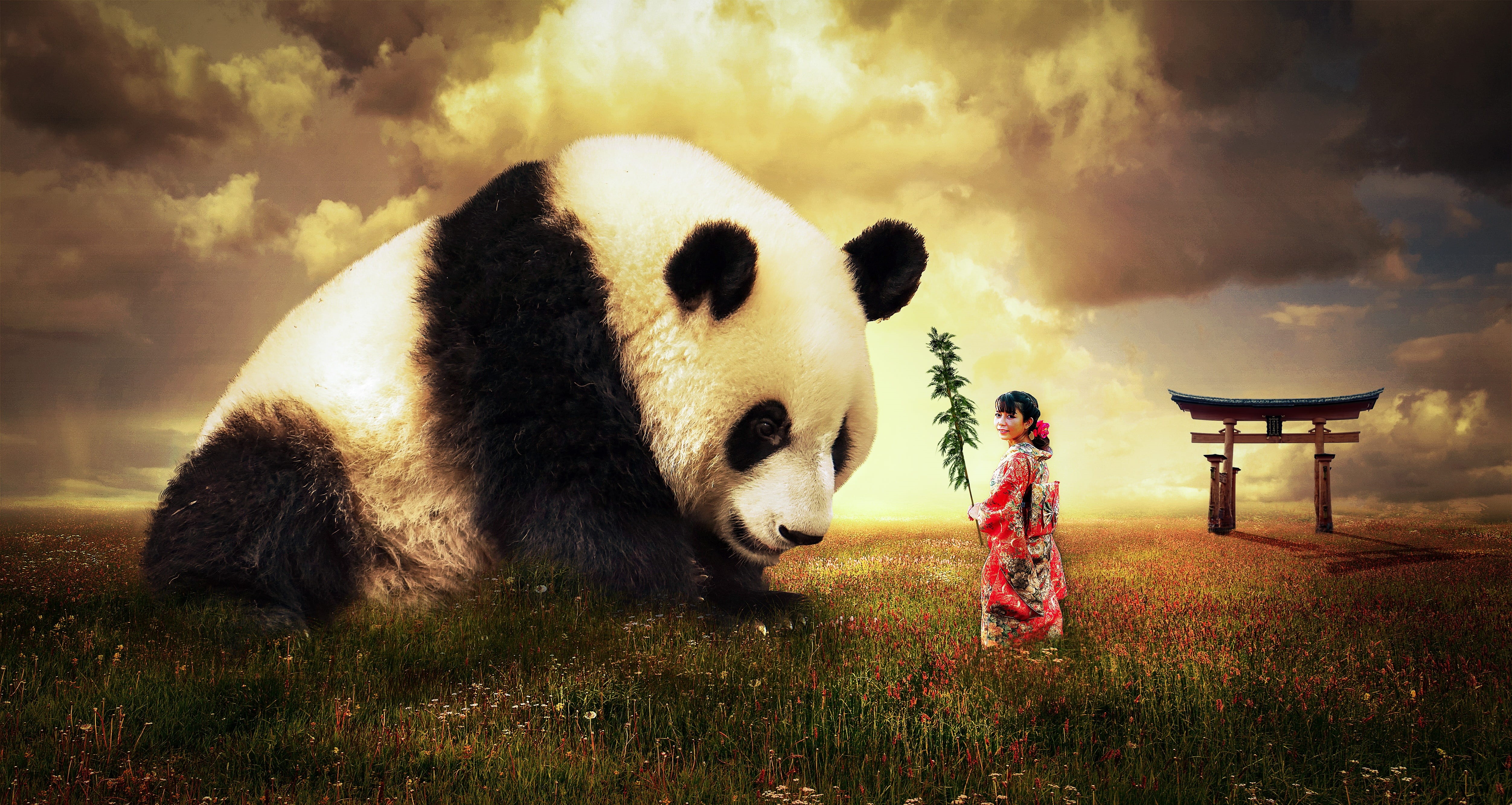 fantasy, clouds, mammal, one animal, species, panda - animal, traditional garment, china, photography, day, japan, wild, no people, cute, animal themes, HD Wallpaper