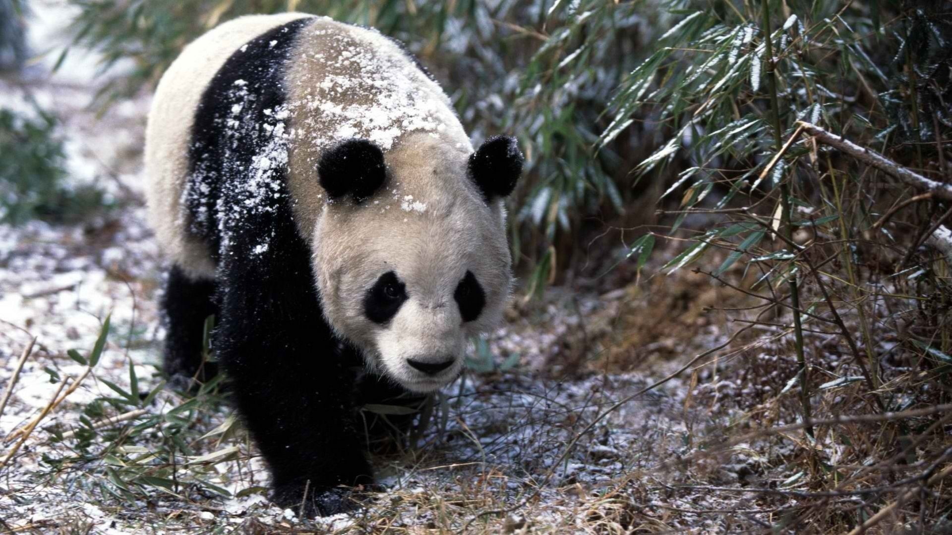 grass, 1080P, bear, herbivorous, wildlife, animal wildlife, black Color, wildlife Reserve, panda, wilderness Area, winter, vertebrate, outdoors, forest, HD Wallpaper