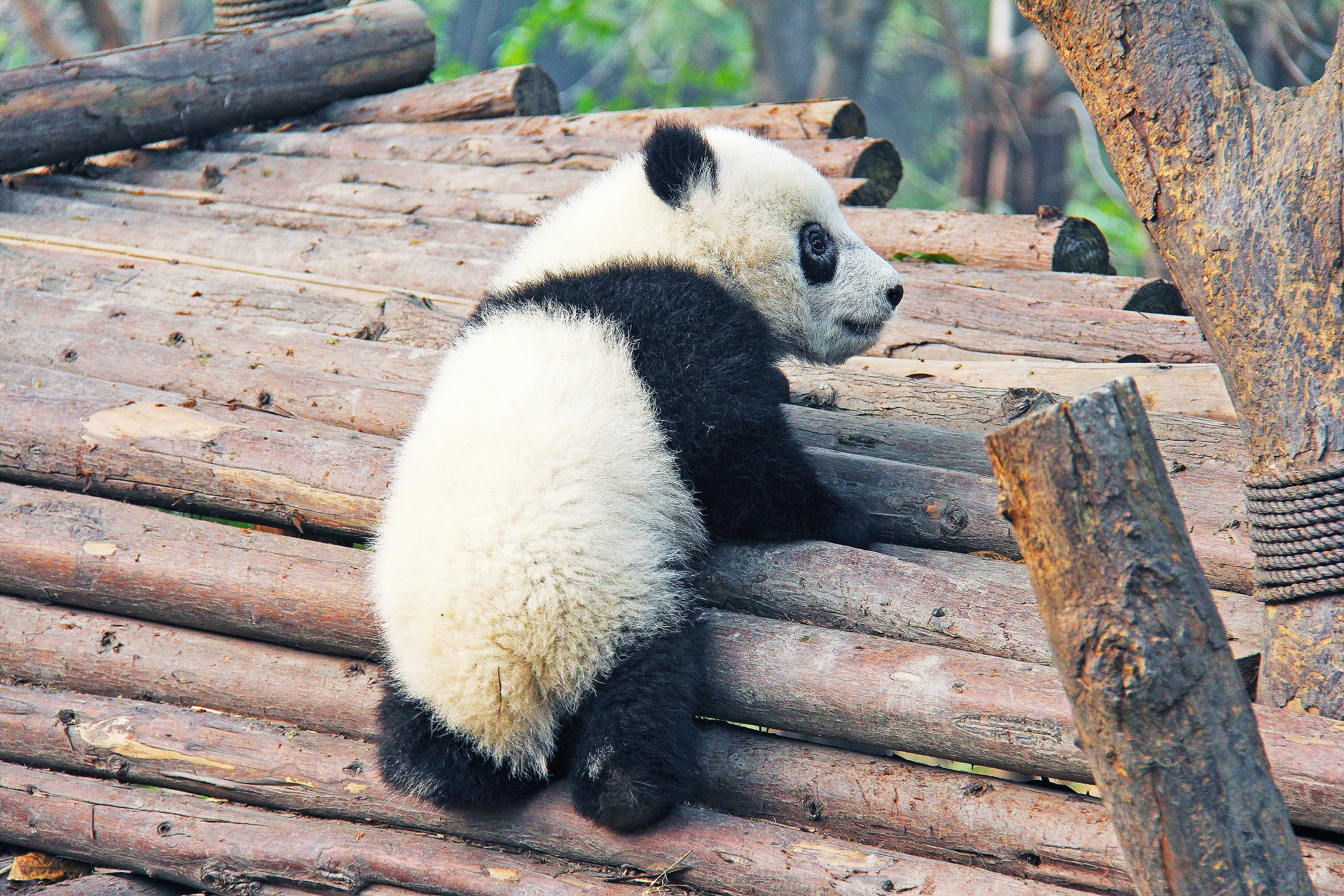 china, national animal, vacation, bear, trunks, relaxation, young, mammal, herbivorous, cute, black and white, panda - Animal, focus on foreground, panda, HD Wallpaper