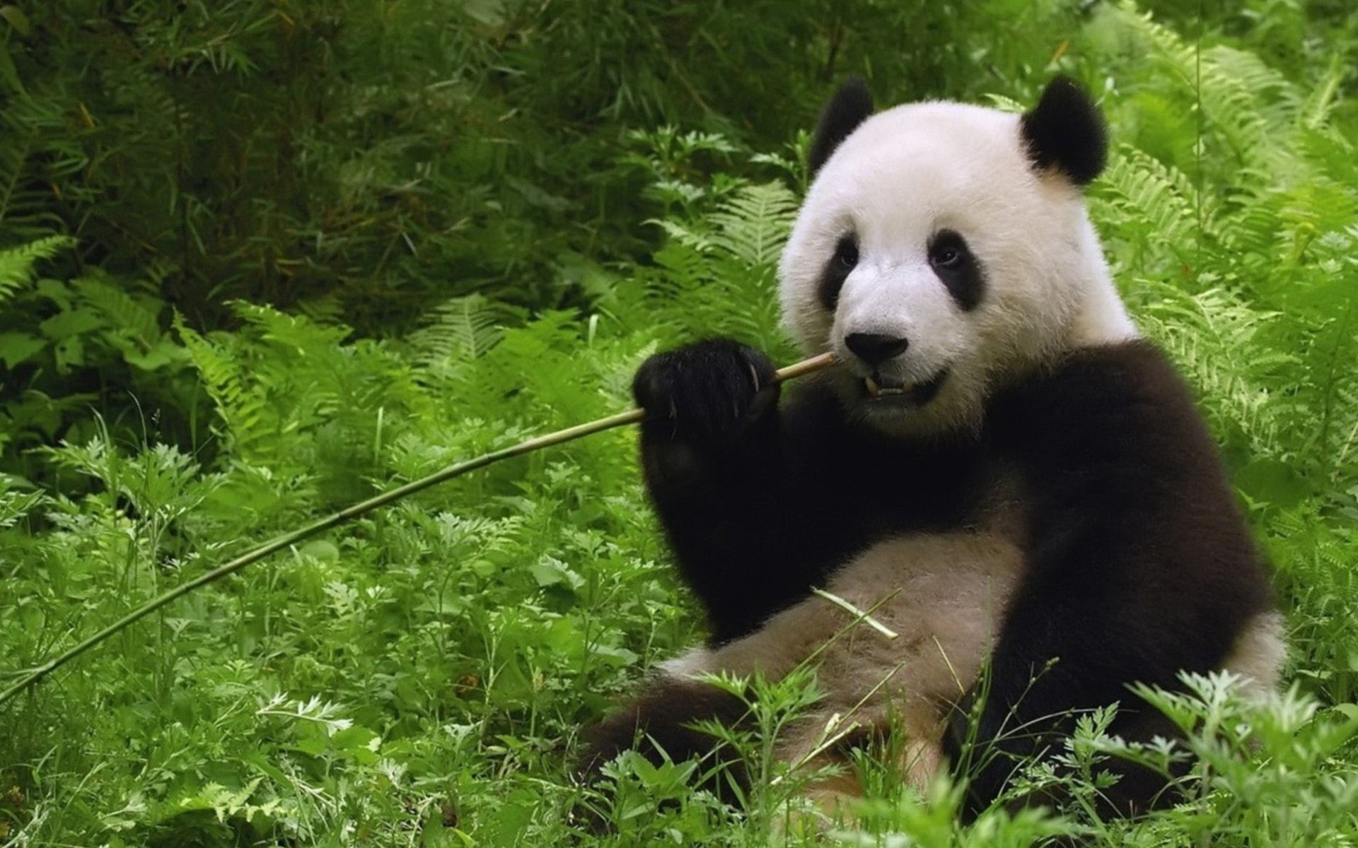animal, green color, herbivorous, panda - animal, animal wildlife, bamboo - plant, 1080P, bear, one animal, giant panda, day, endangered species, no people, HD Wallpaper